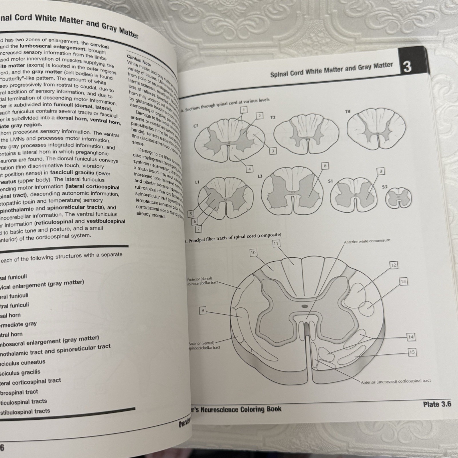 Netter Basic Science Ser.: Netter’s Neuroscience Coloring Book by Mary Summo…