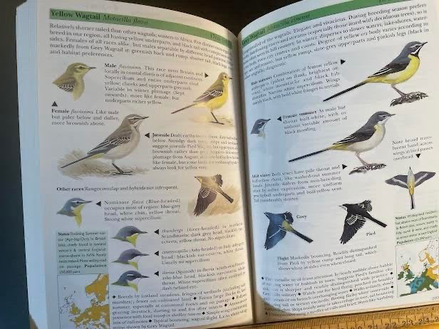 Birds of Britain and Northwest Europe. 1998. Pocket guide. 300 pages.