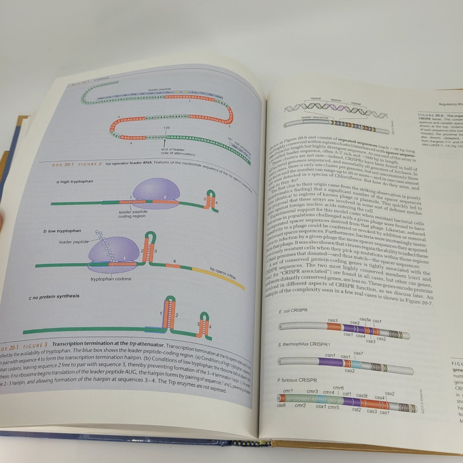 Molecular Biology of the Gene Seventh Edition Textbook 2014 James Watson Pearson