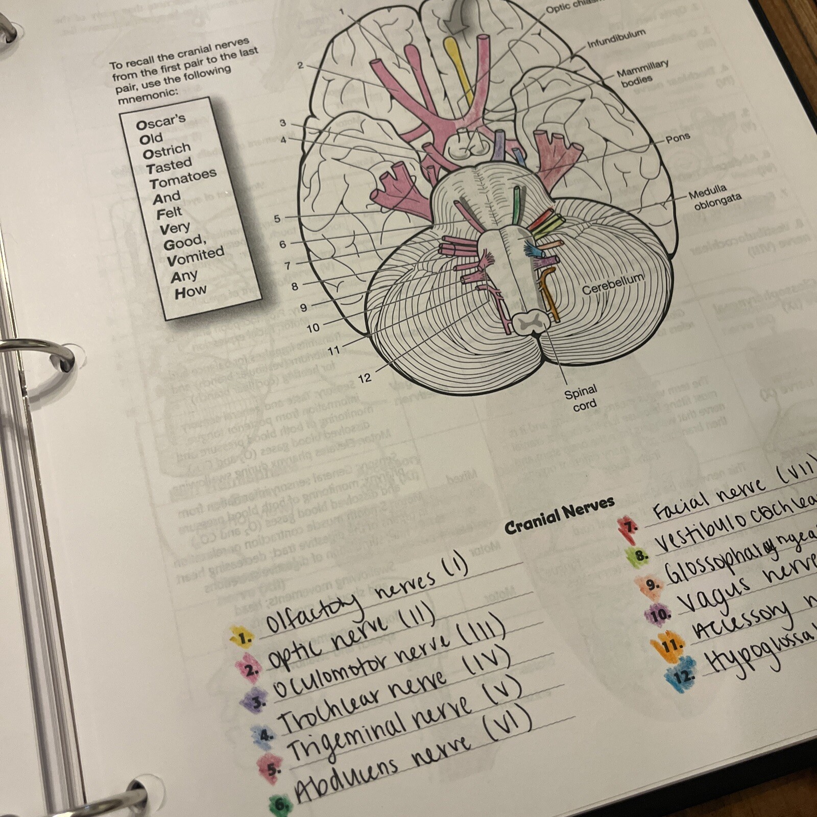 A Visual Analogy Guide to Human Anatomy and Physiology By Krieger Written In