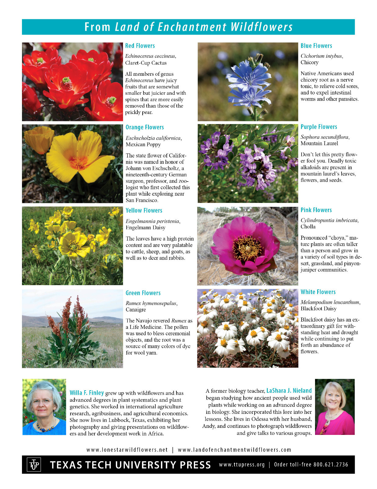 Land of Enchantment Wildflowers