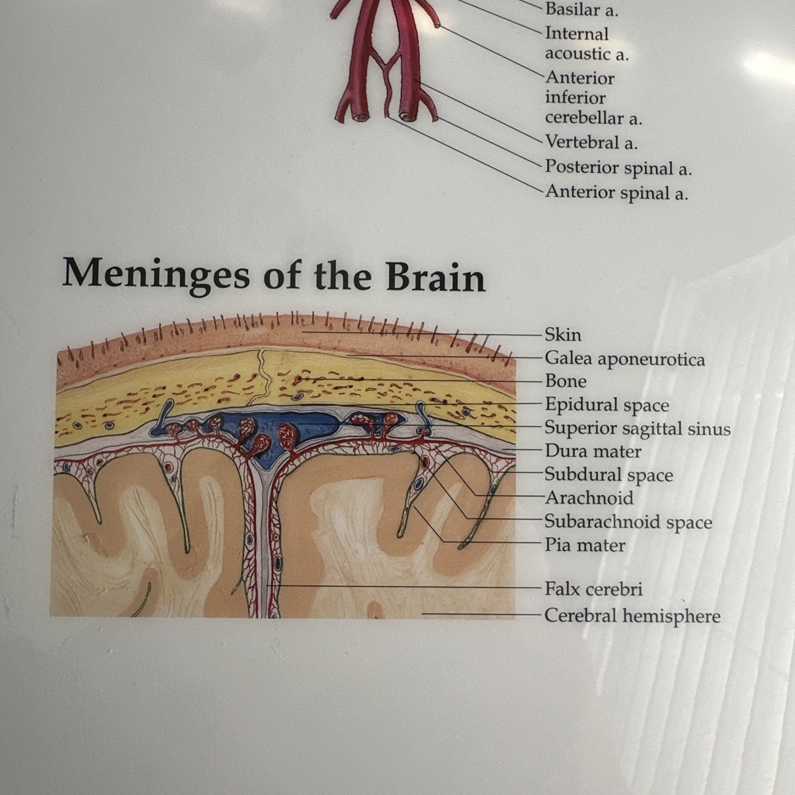The Brain 3D Raised Relief Chart by Anatomical Chart Company (2004, Wallchart)