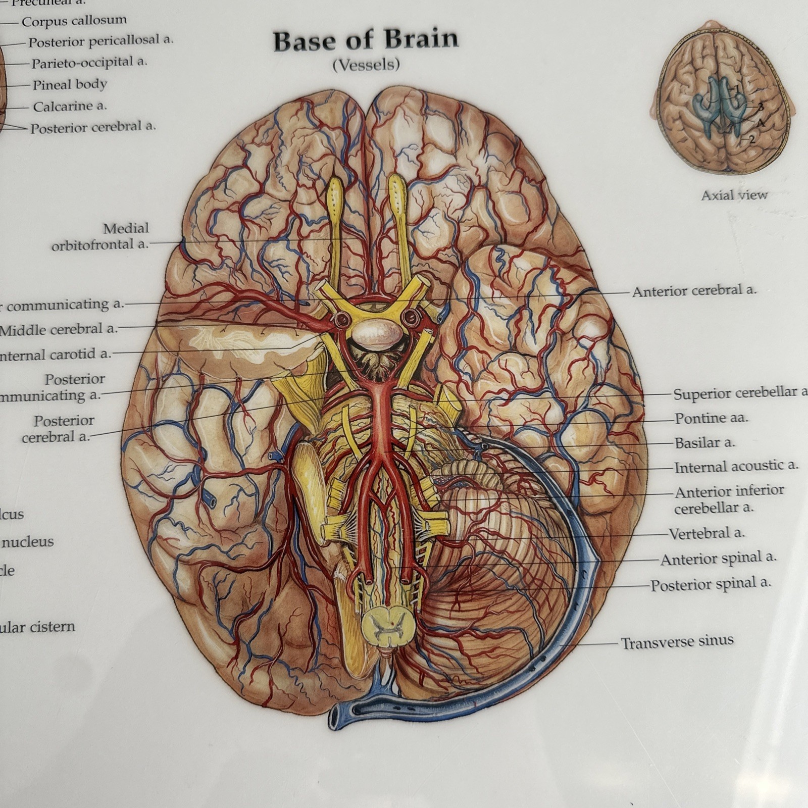The Brain 3D Raised Relief Chart by Anatomical Chart Company (2004, Wallchart)