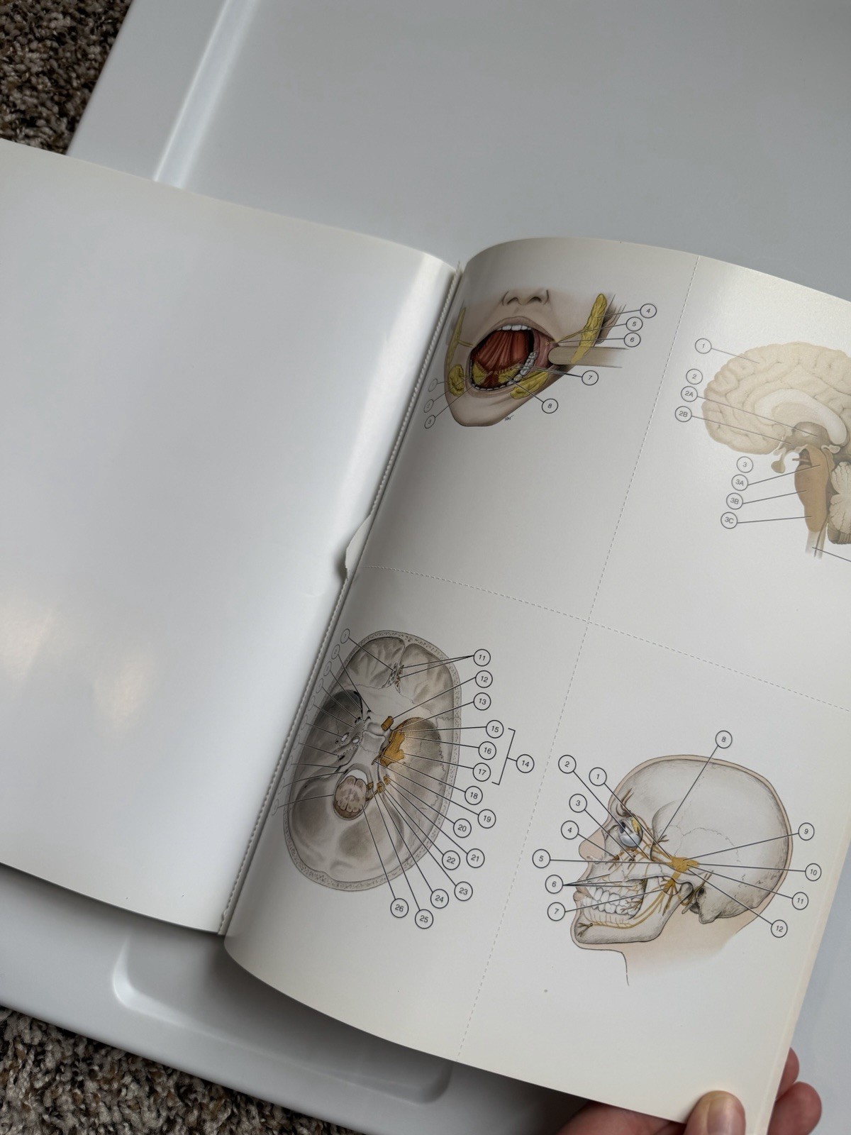 Illustrated Anatomy of the Head and Neck by Margaret J. Fehrenbach and Susan W.