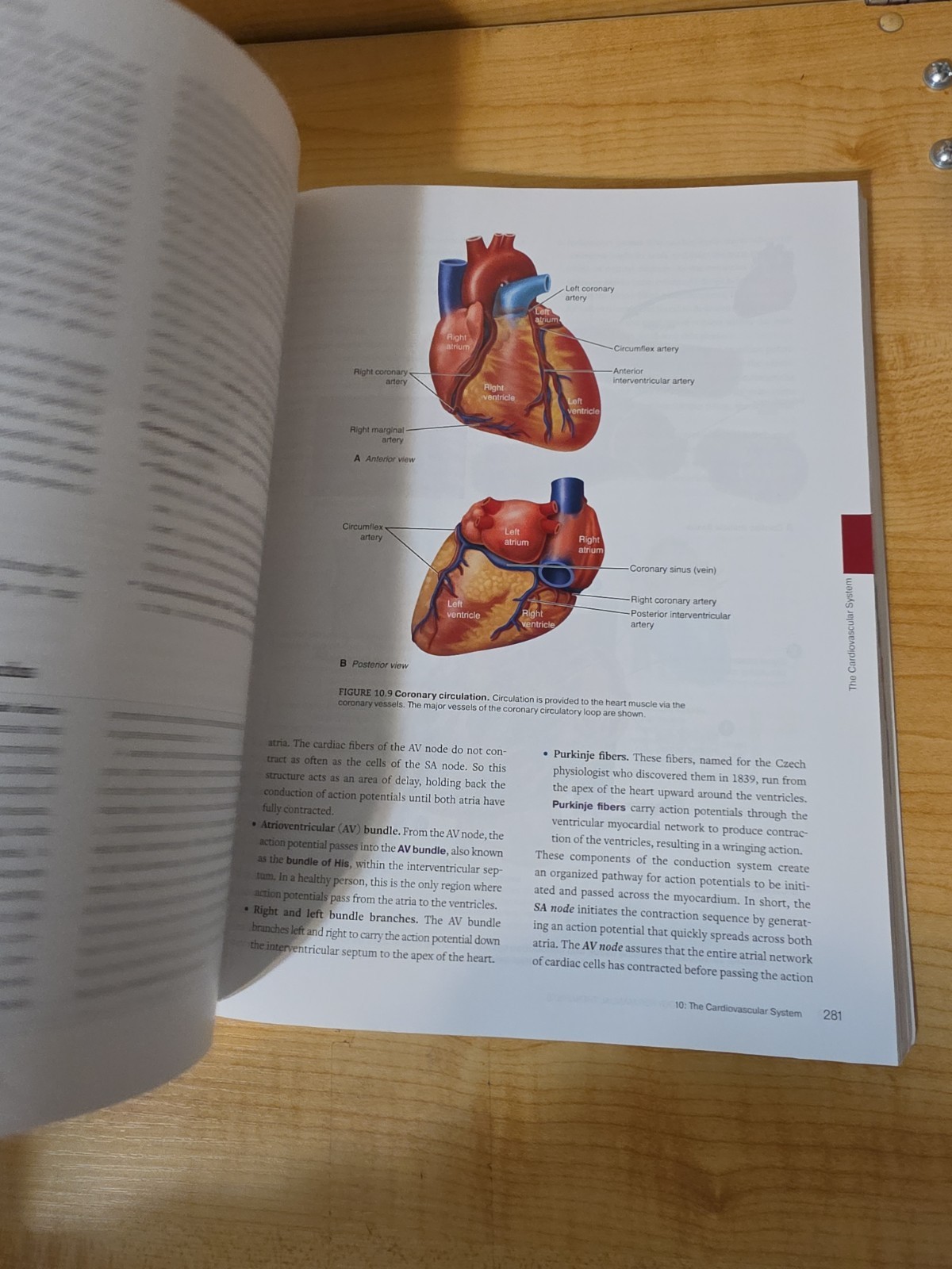 Applied Anatomy & Physiology for Manual Therapists 2nd Edition Archer Nelson