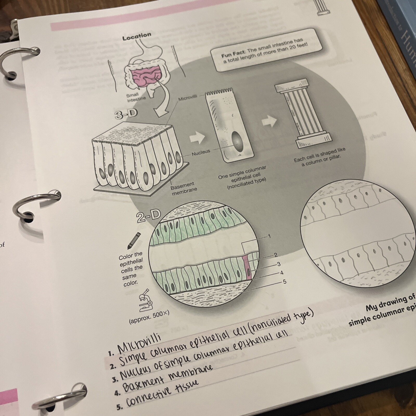 A Visual Analogy Guide to Human Anatomy and Physiology By Krieger Written In