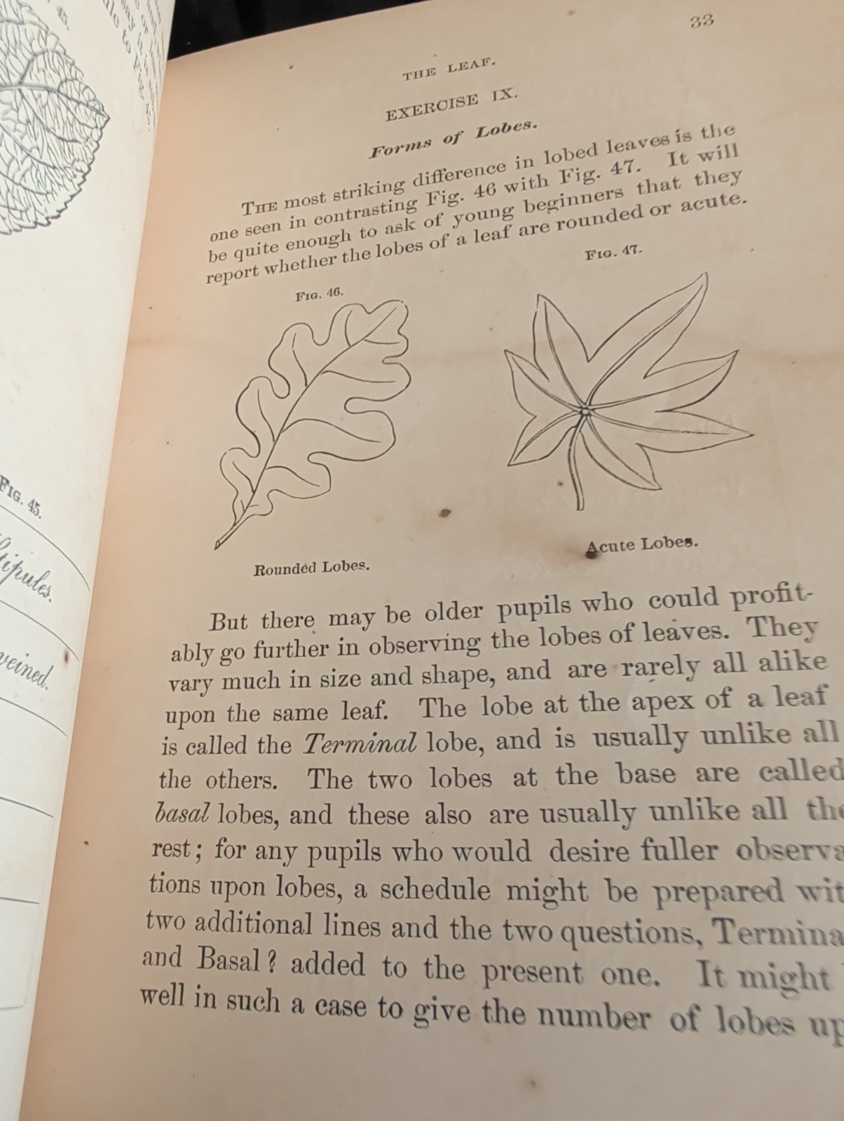 1872 First Book of Botany by Eliza A Youmans, Illustrated Hardcover 202 pages