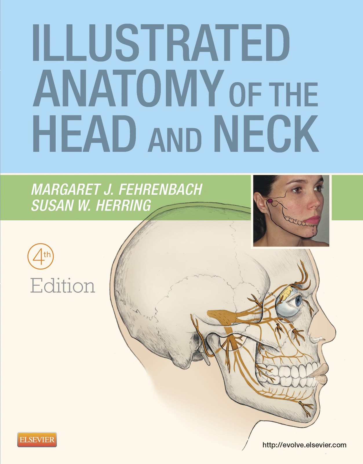 Illustrated Anatomy of the Head and Neck, 4th Edition by Margaret J. Fehrenbach