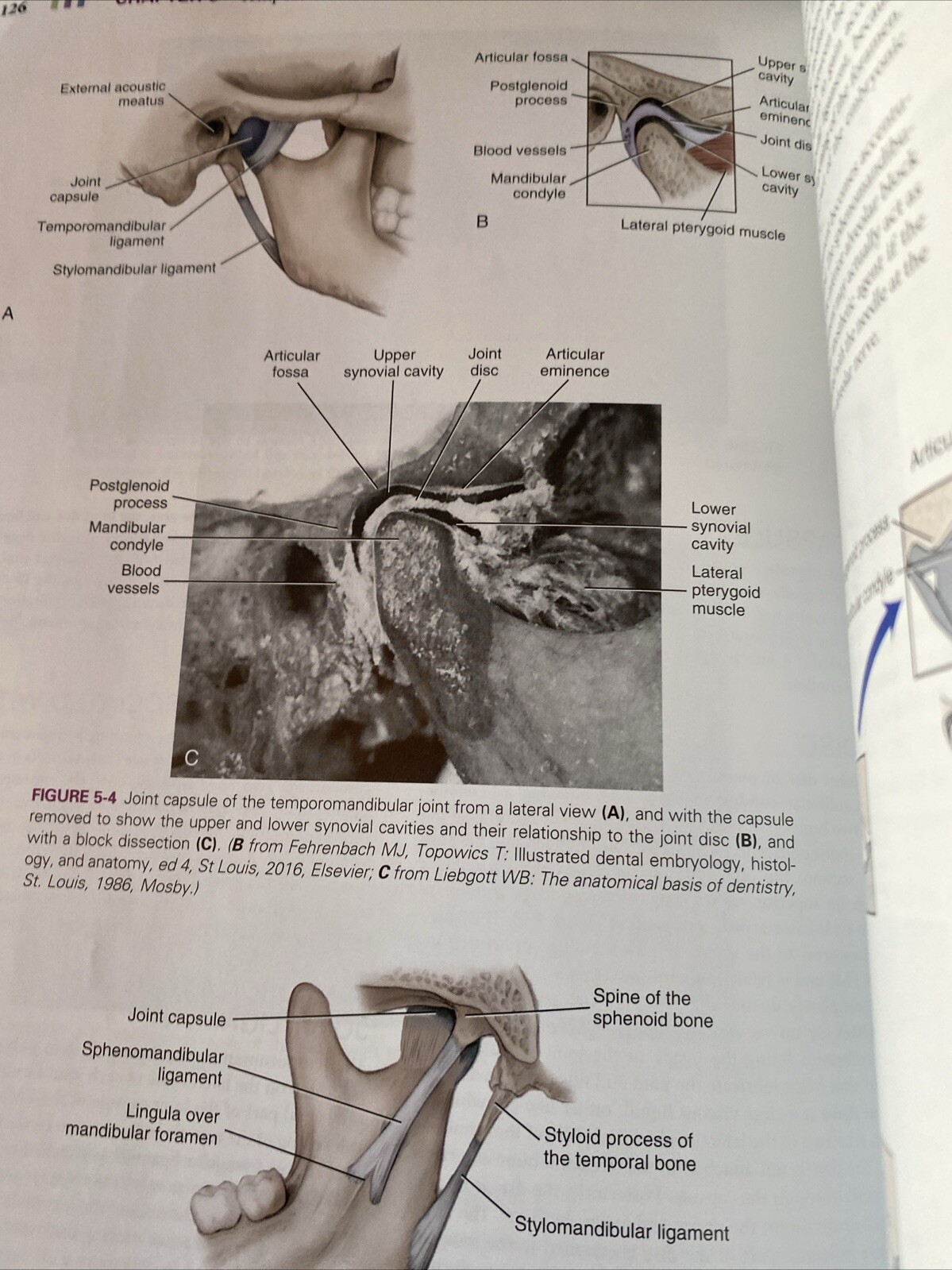 Illustrated Anatomy of the Head and Neck by Margaret J. Fehrenbach and Susan W.