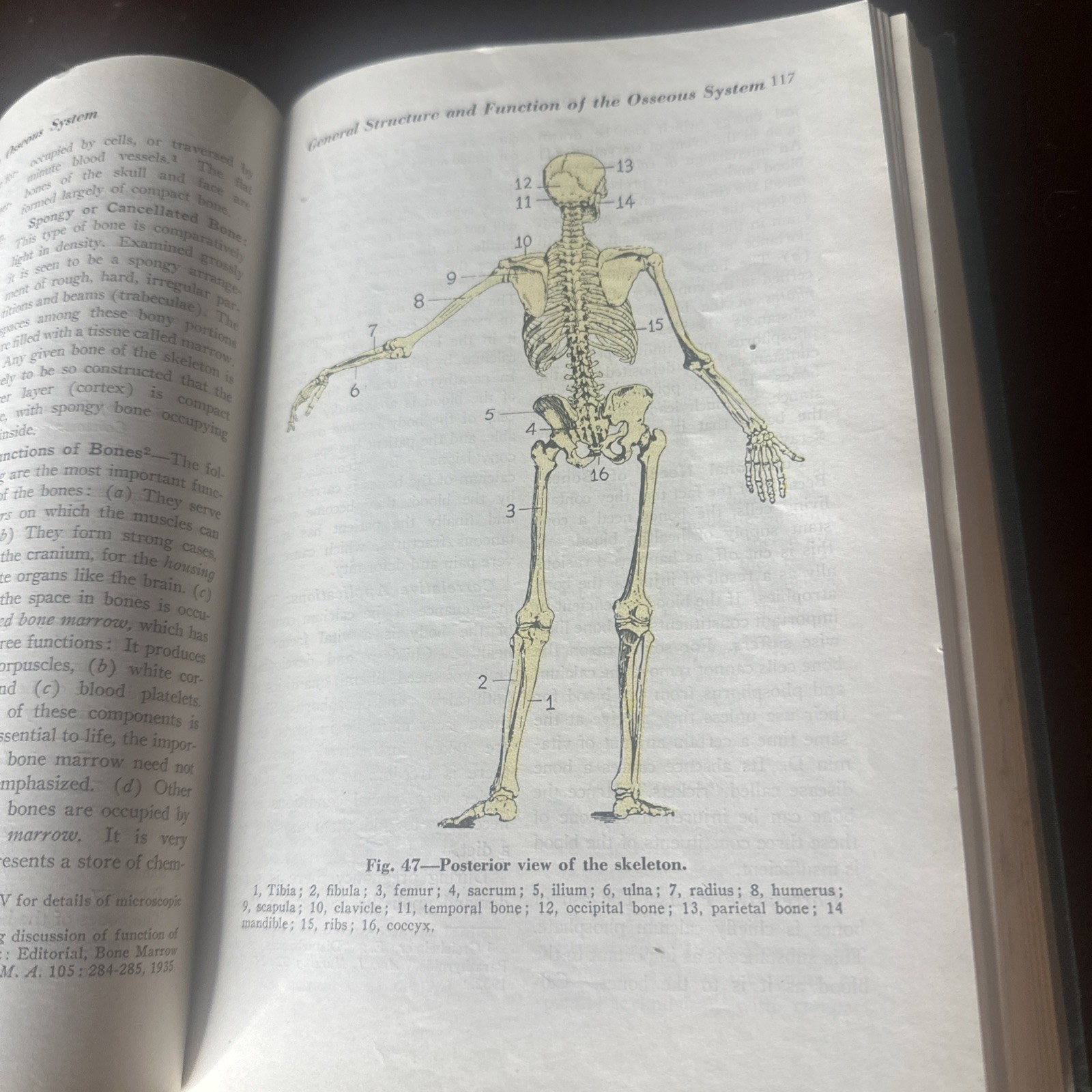 Anatomy & Physiology 3rd Ed 1946 By Frederic Jung &Elizabeth Earle 338 Illustra