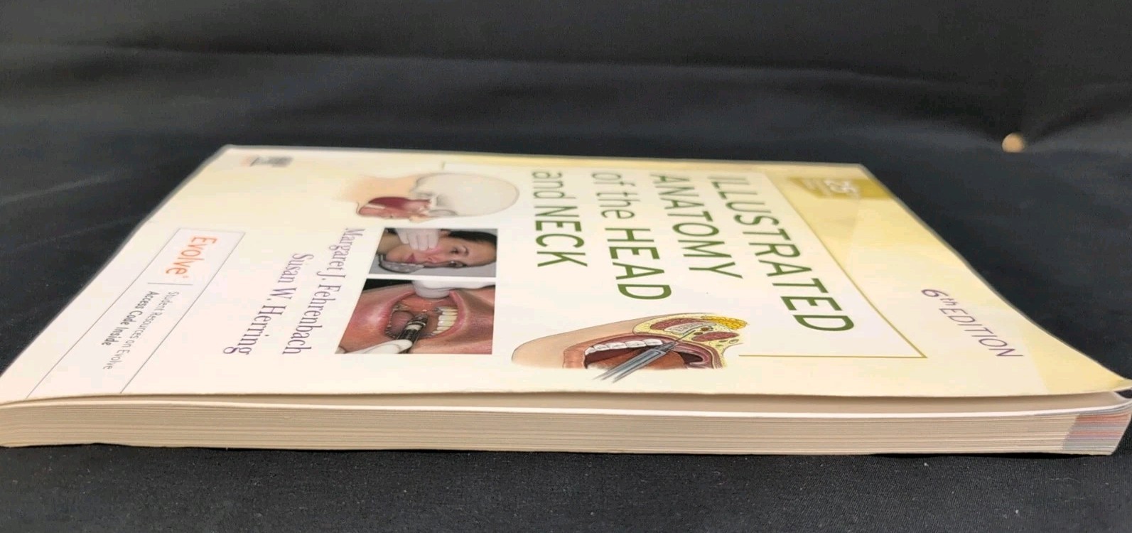 Illustrated Anatomy of the Head and Neck By Margaret J. Fehrenbach Paperback