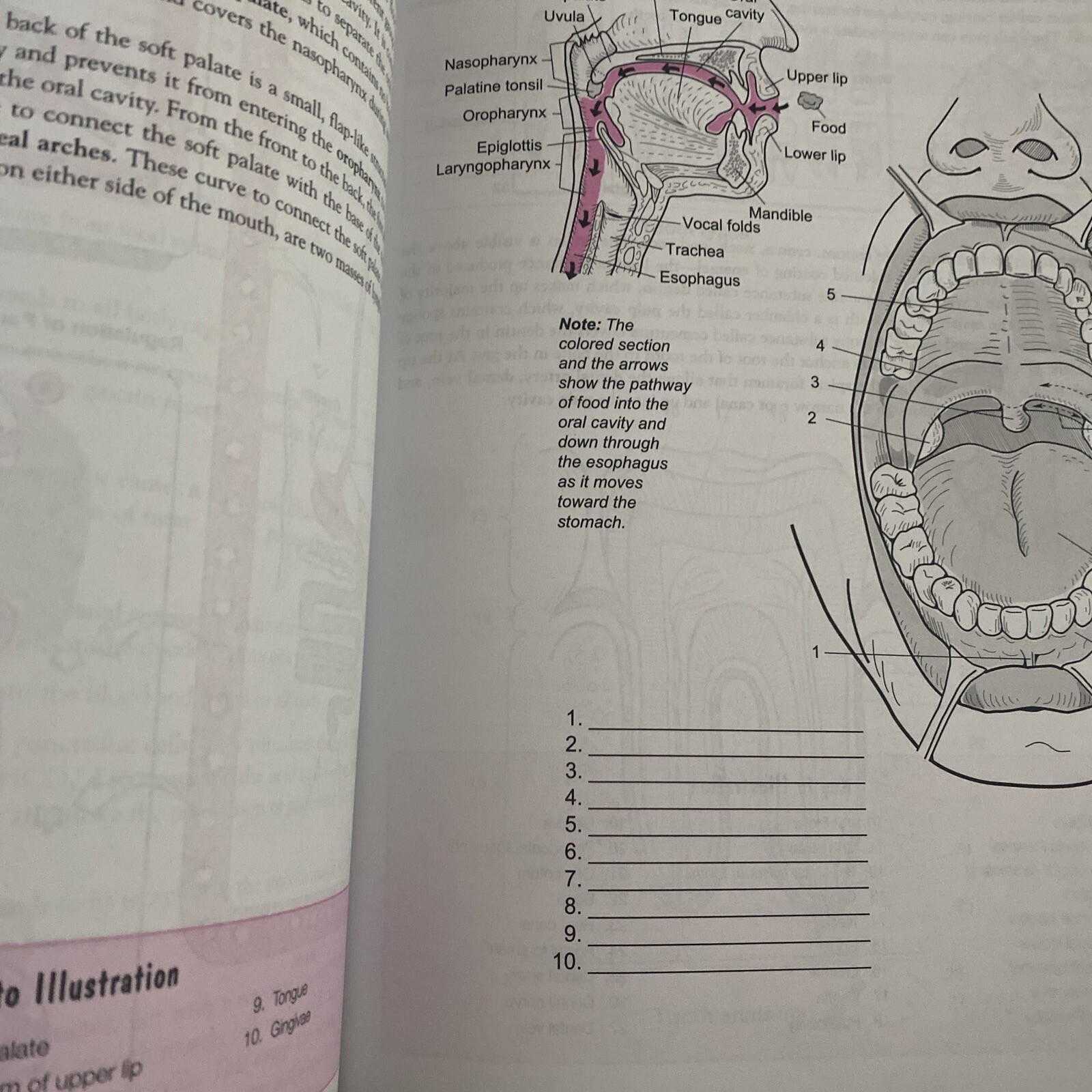 A Visual Analogy Guide to Human Anatomy 2nd edition Krieger, Paul A
