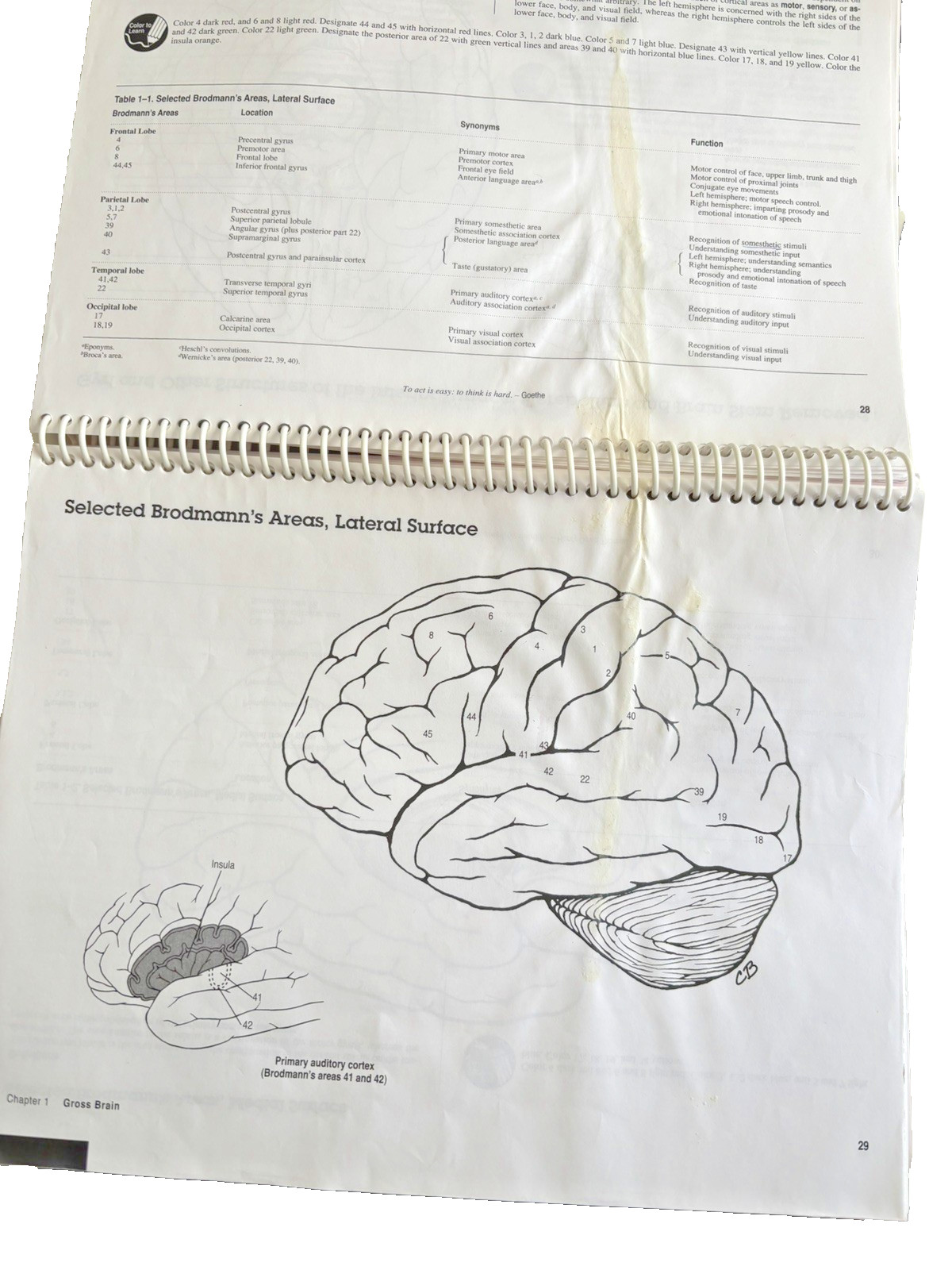 Neuroanatomy Primer : Color to Learn by M. Evelyn McNeill (1997, Trade…