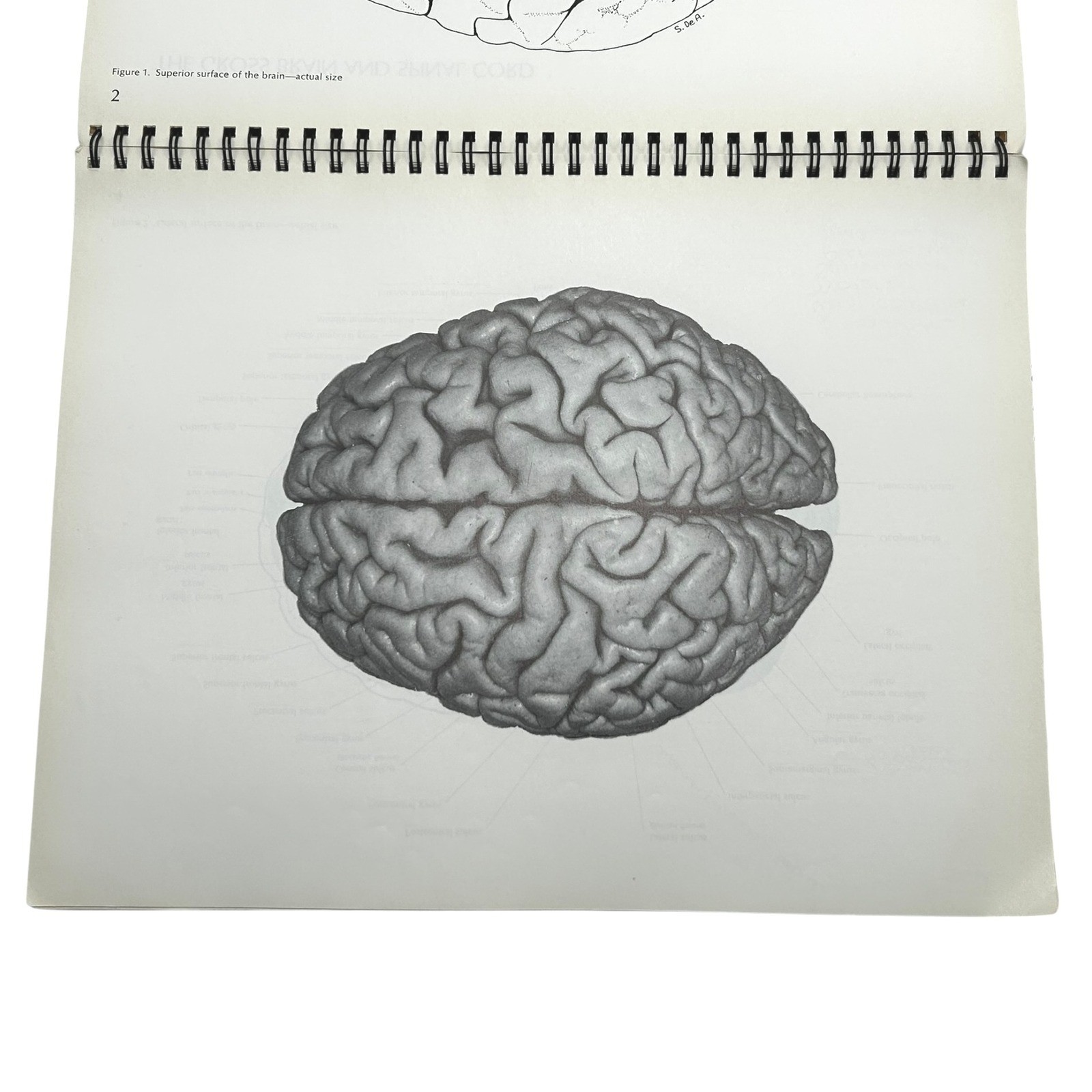 Structure of the Human Brain A Photographic Atlas Third Edition Textbook