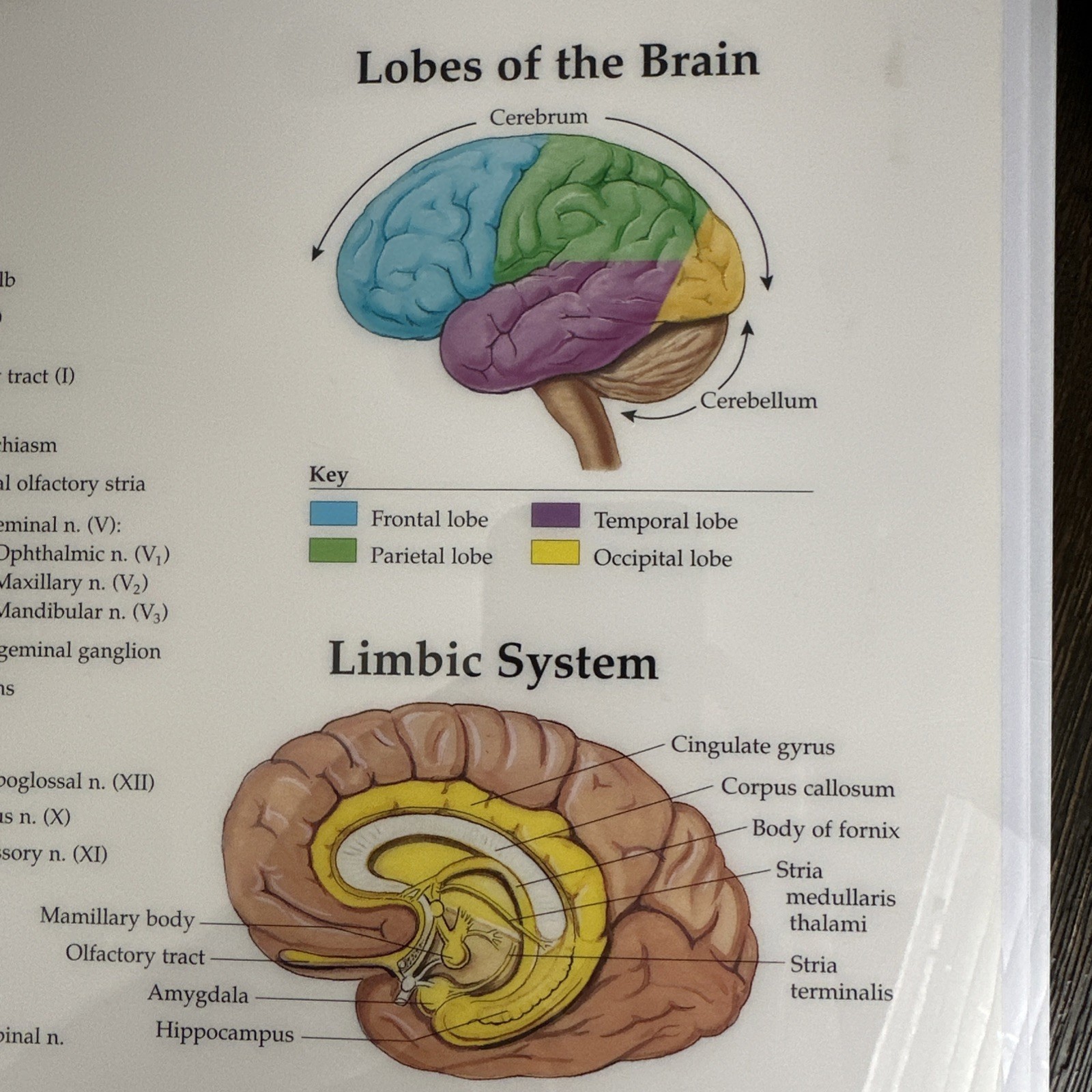 The Brain 3D Raised Relief Chart by Anatomical Chart Company (2004, Wallchart)