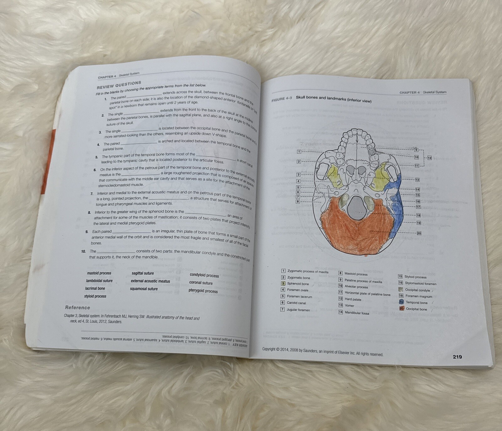 Dental Anatomy Coloring Book 2nd Edition 978-1-4557-4589-0+US SELLER+FREE SHIP