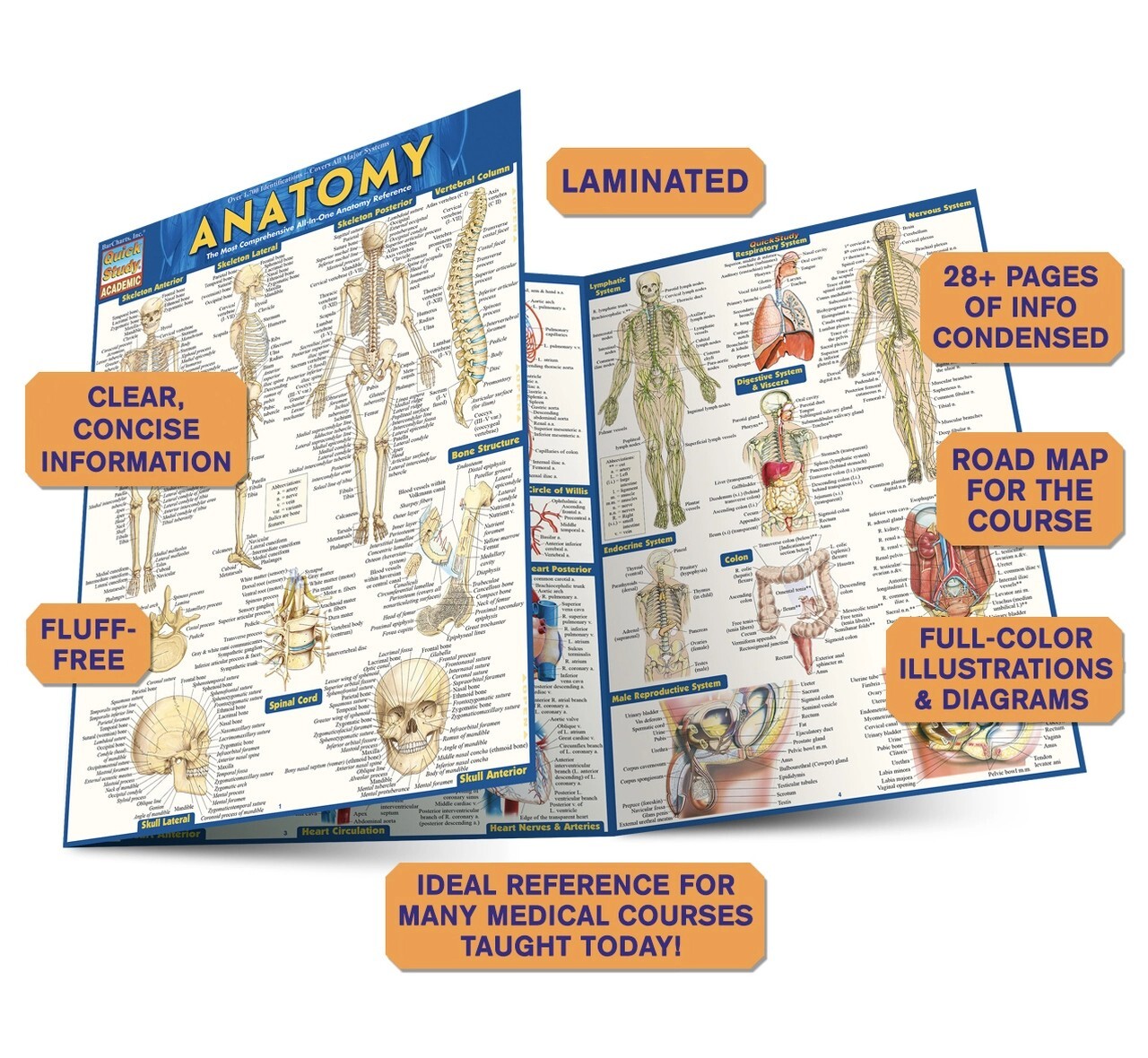 Brand New: Full Size Anatomy Tri-fold Laminated Study Guide Quick Study Aide 