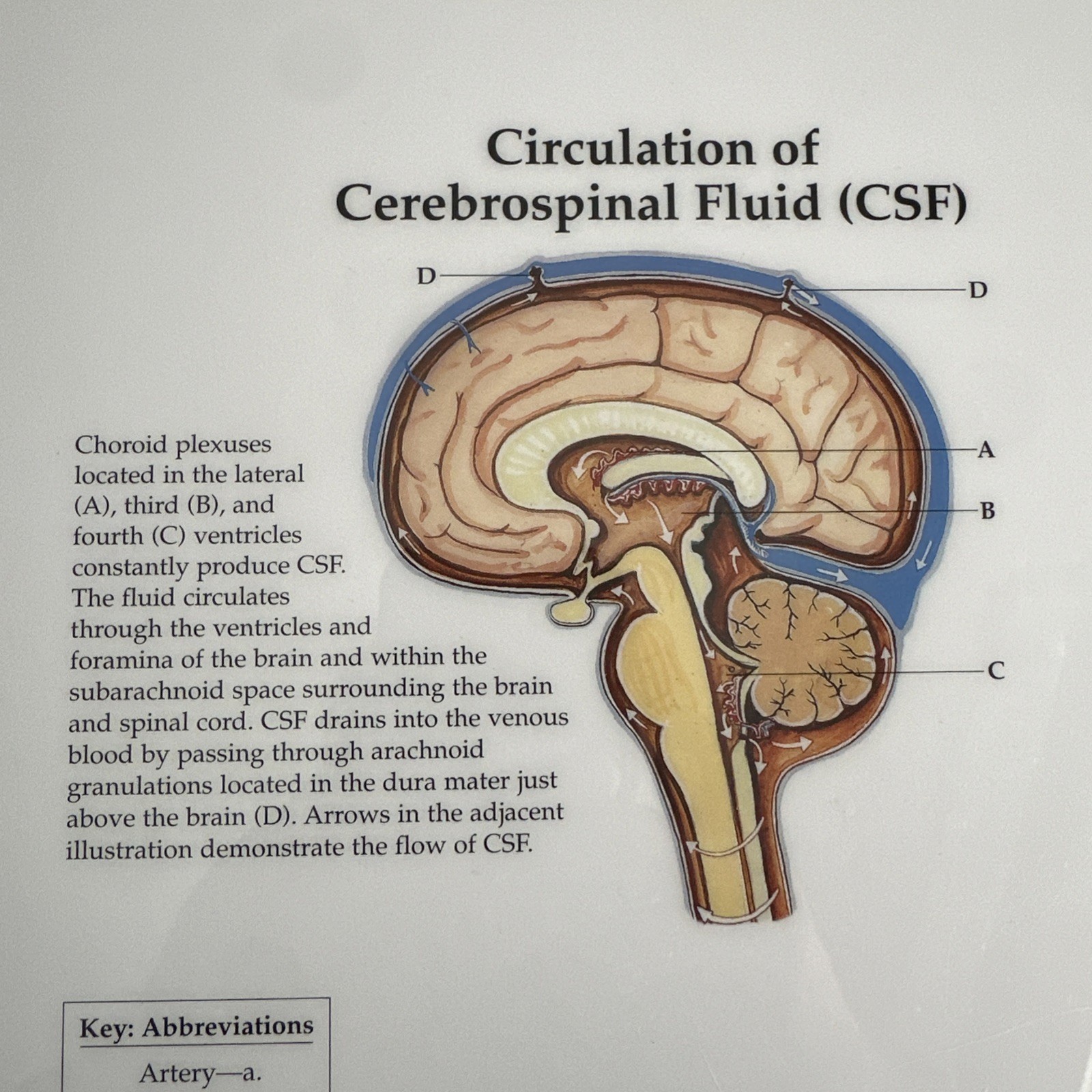 The Brain 3D Raised Relief Chart by Anatomical Chart Company (2004, Wallchart)