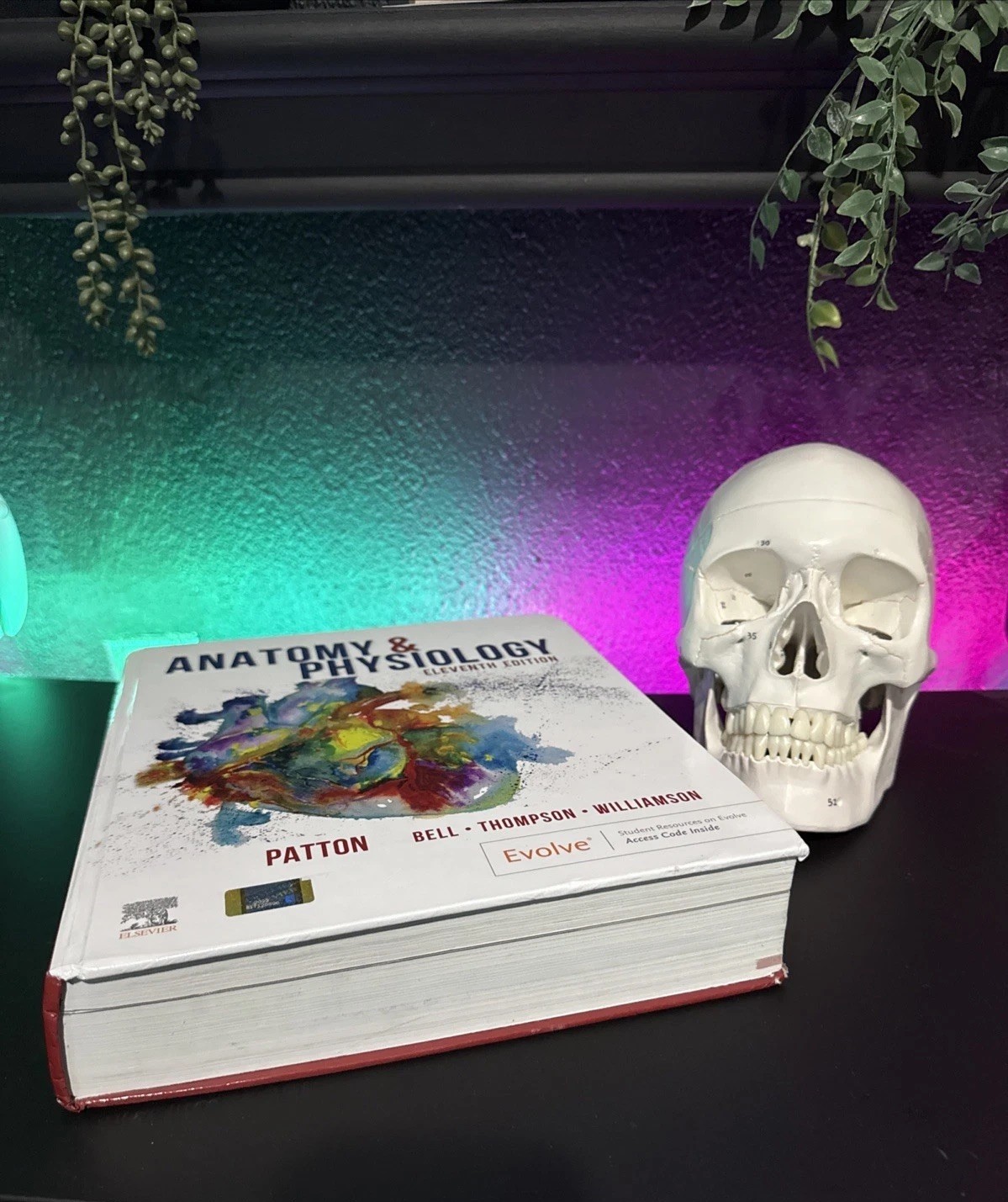 Elsevier Anatomy & Physiology 11th Ed Textbook Patton Bell Thompson + Skull Lot
