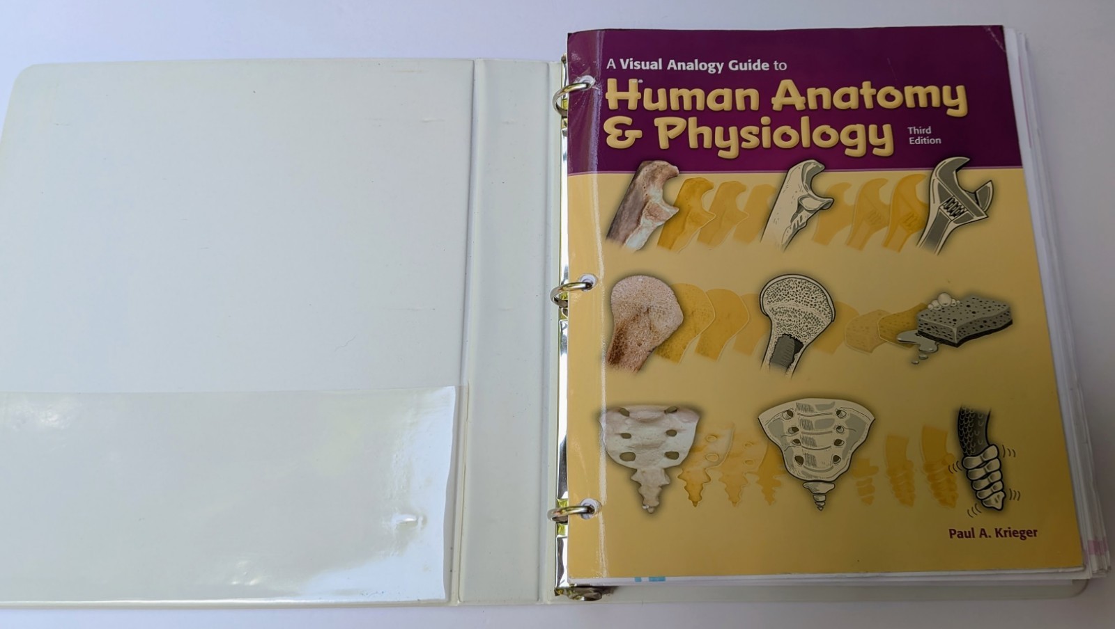 Human Anatomy & Physiology 3e – Paul Krieger – isbn 9781617316265