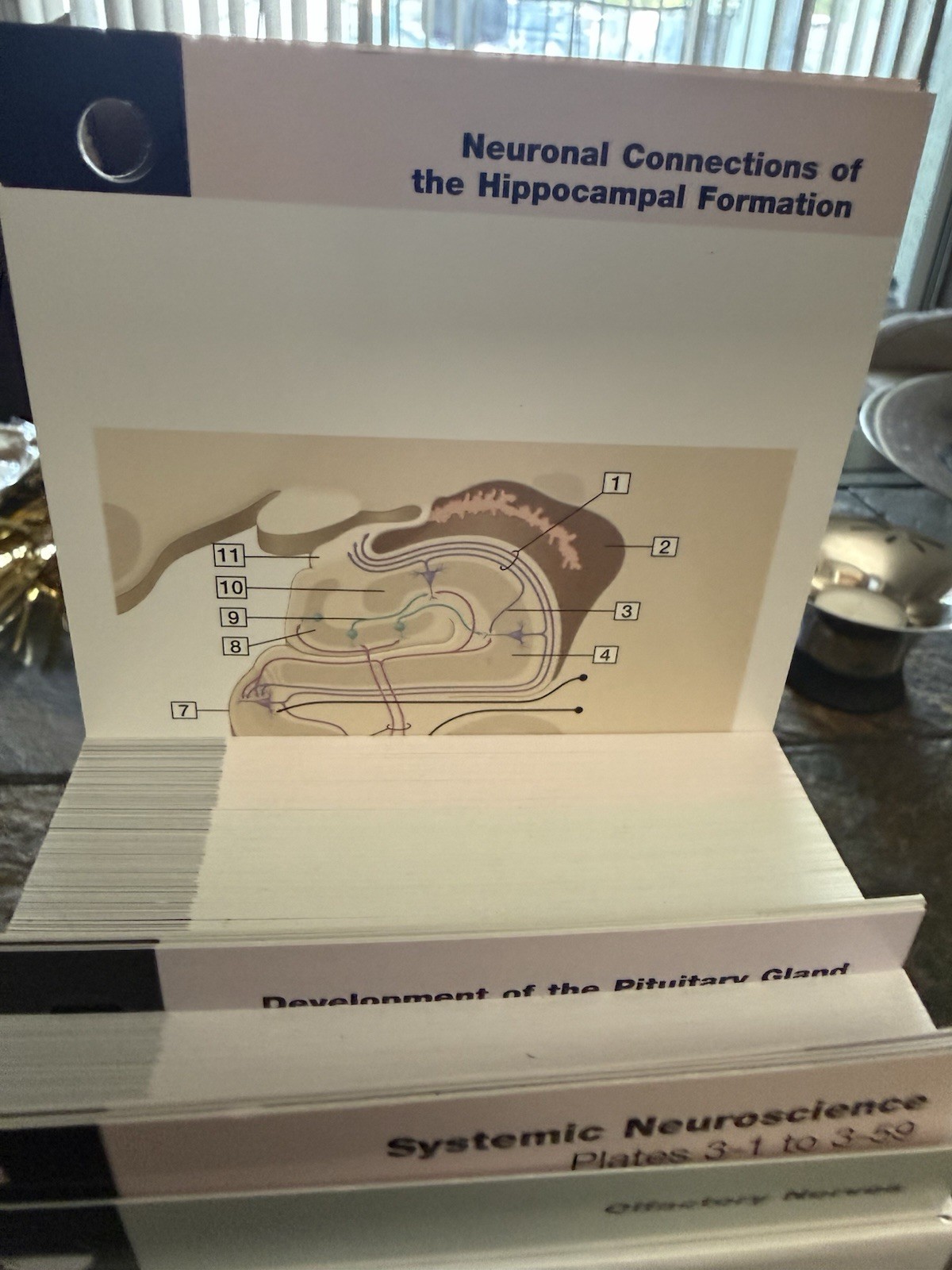 Netter Basic Science Ser.: Netter’s Neuroscience Flash Cards by David L. Felten