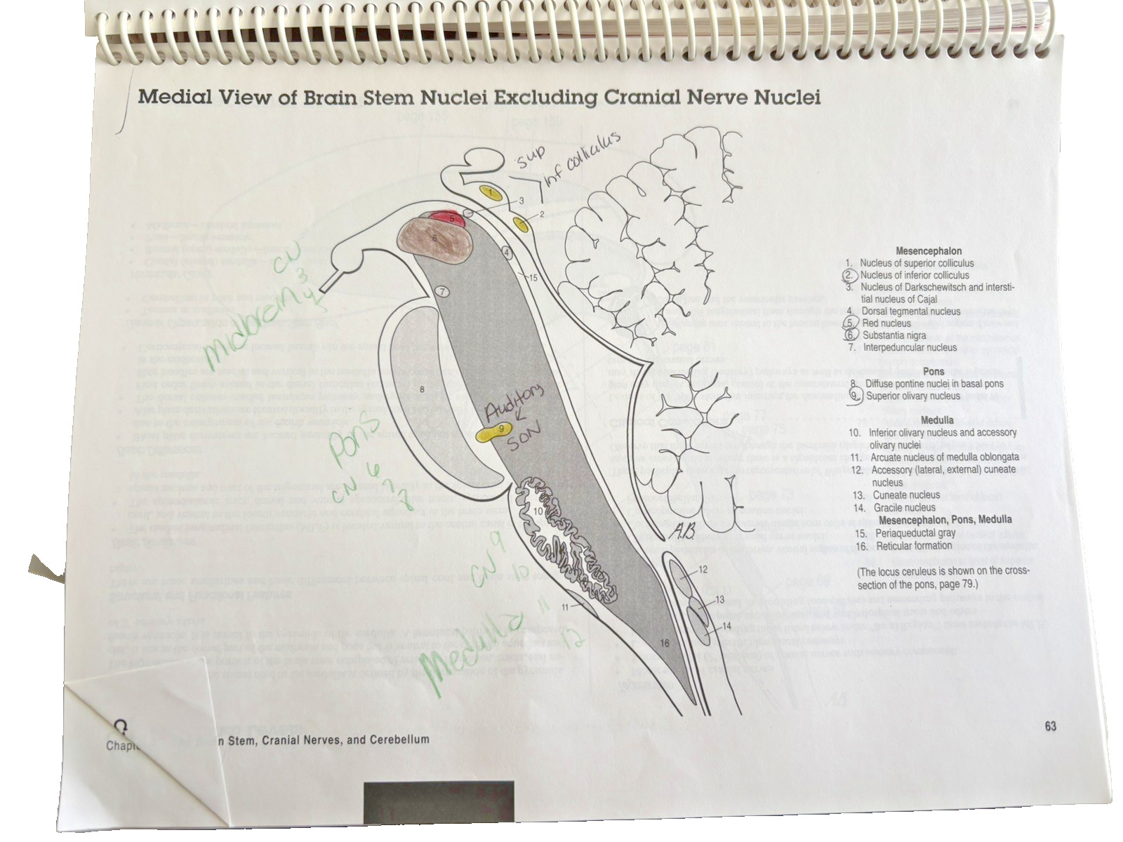 Neuroanatomy Primer : Color to Learn by M. Evelyn McNeill (1997, Trade…