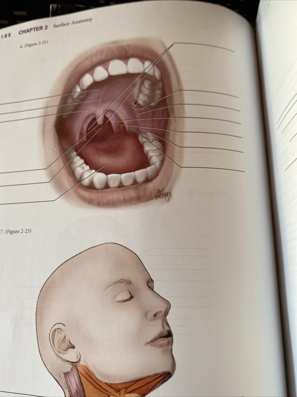 Illustrated Anatomy of the Head and Neck by Margaret J. Fehrenbach and Susan W.