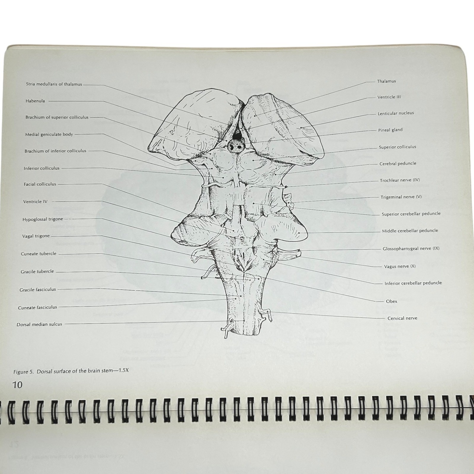 Structure of the Human Brain A Photographic Atlas Third Edition Textbook