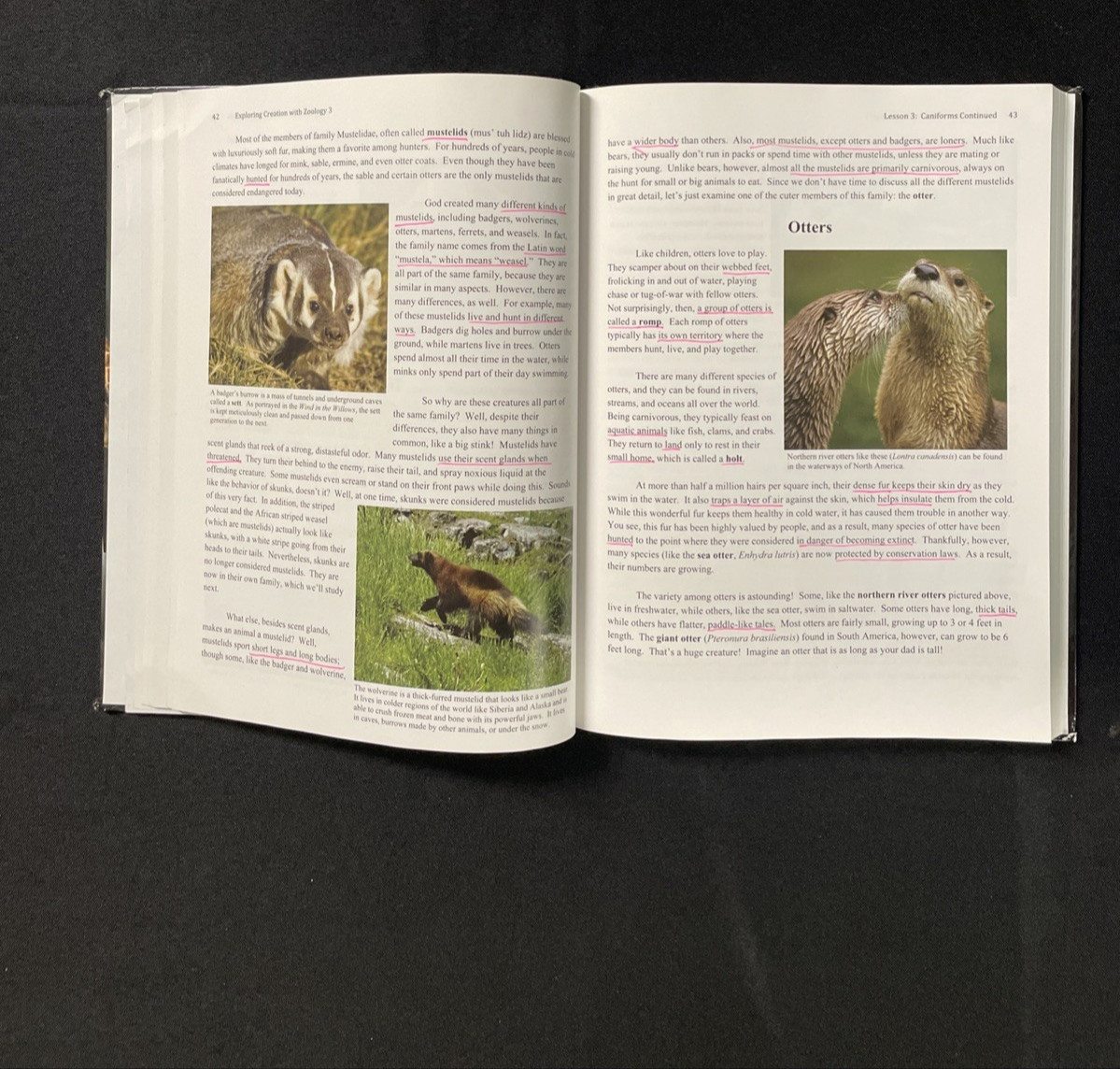 Apologia Exploring Creation with Zoology 1, 2, and 3 Young Explorer Series Text