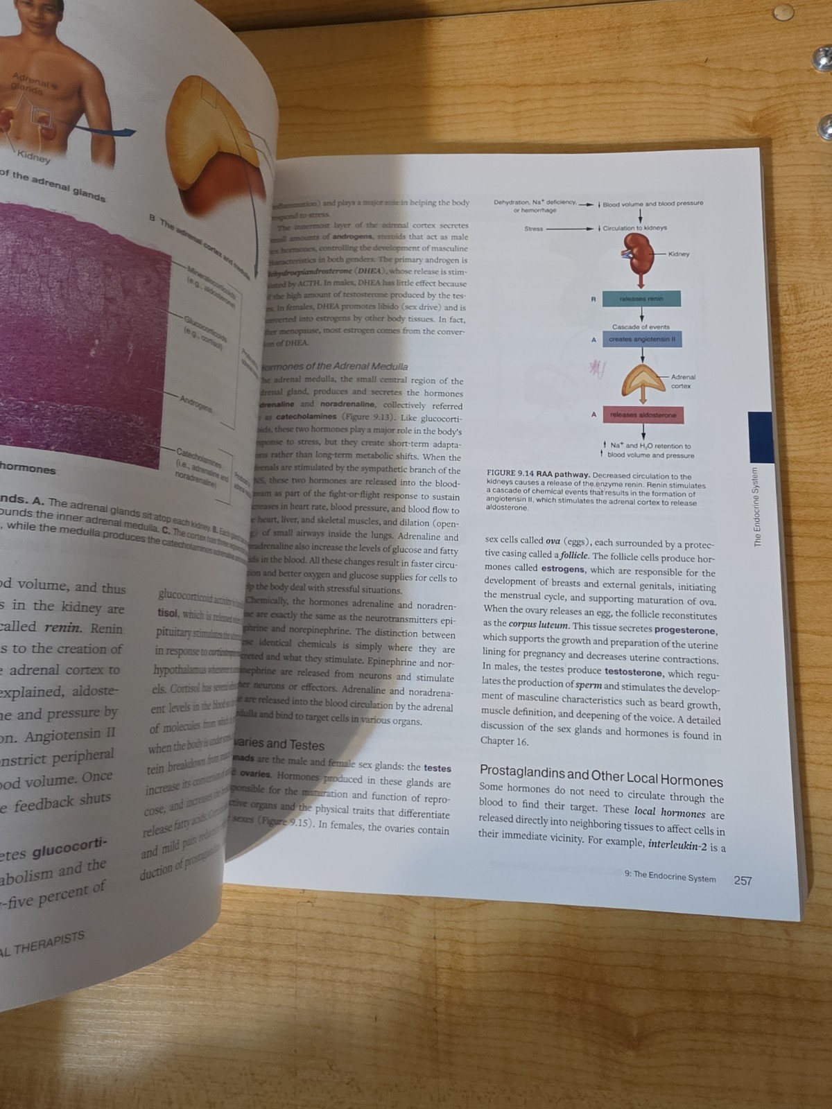 Applied Anatomy & Physiology for Manual Therapists 2nd Edition Archer Nelson