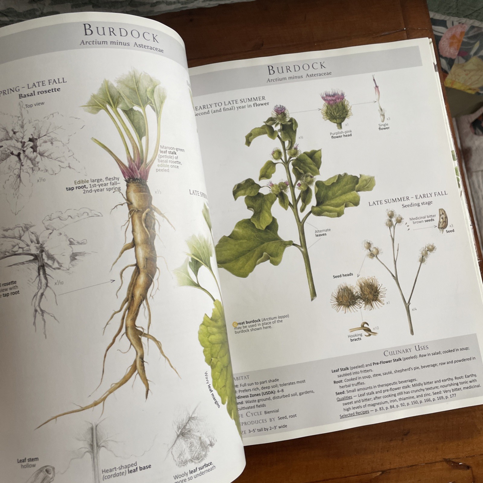 Foraging & Feasting: A Field Guide and Wild Food Cookbook Dina Falconi
