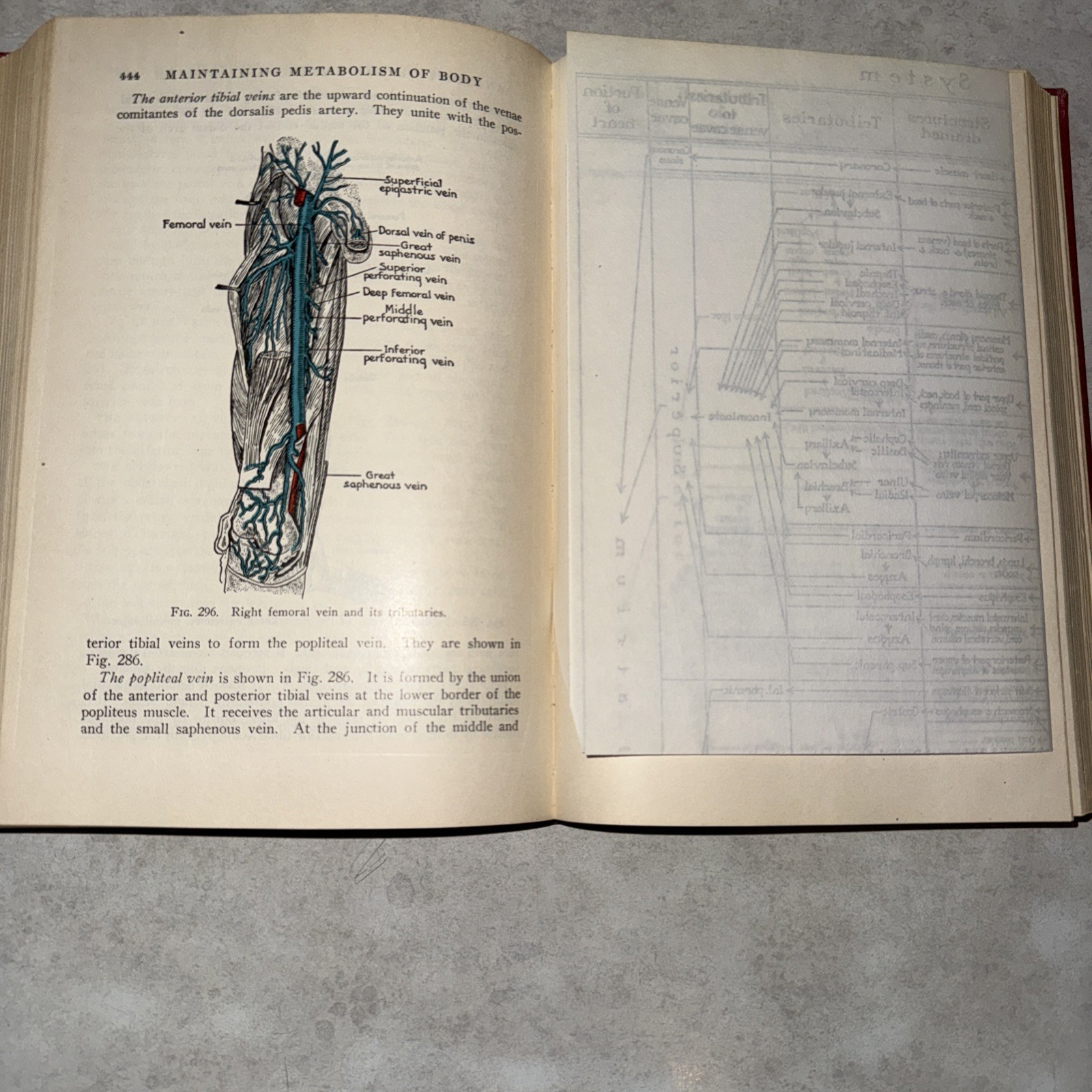 Physiology & anatomy 6th ed unit plan Vtg 1950 Foldout Pages 478 illustration