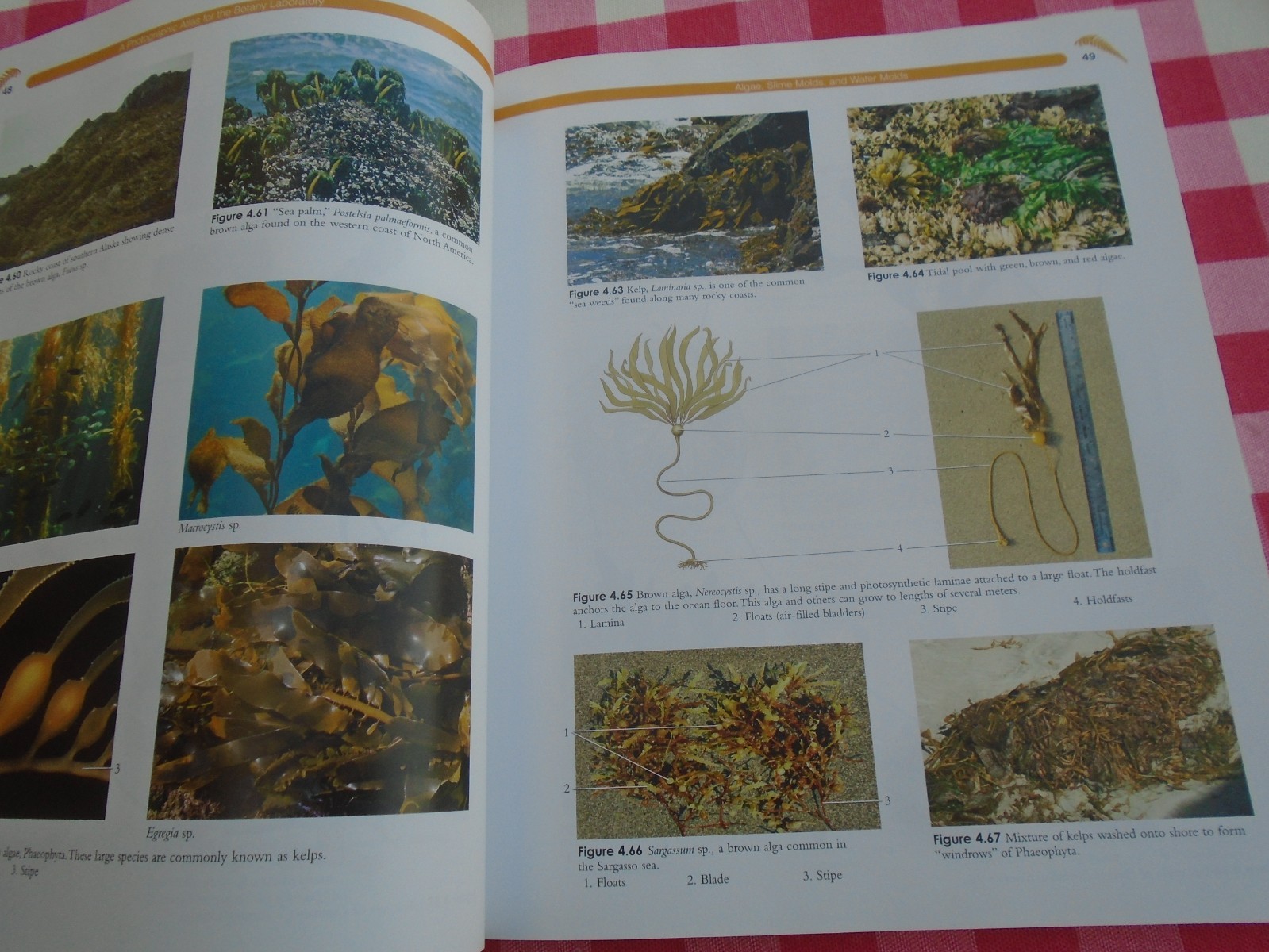 A Photographic Atlas for the Botany Laboratory 7th Edition By Samuel R. Rushfort