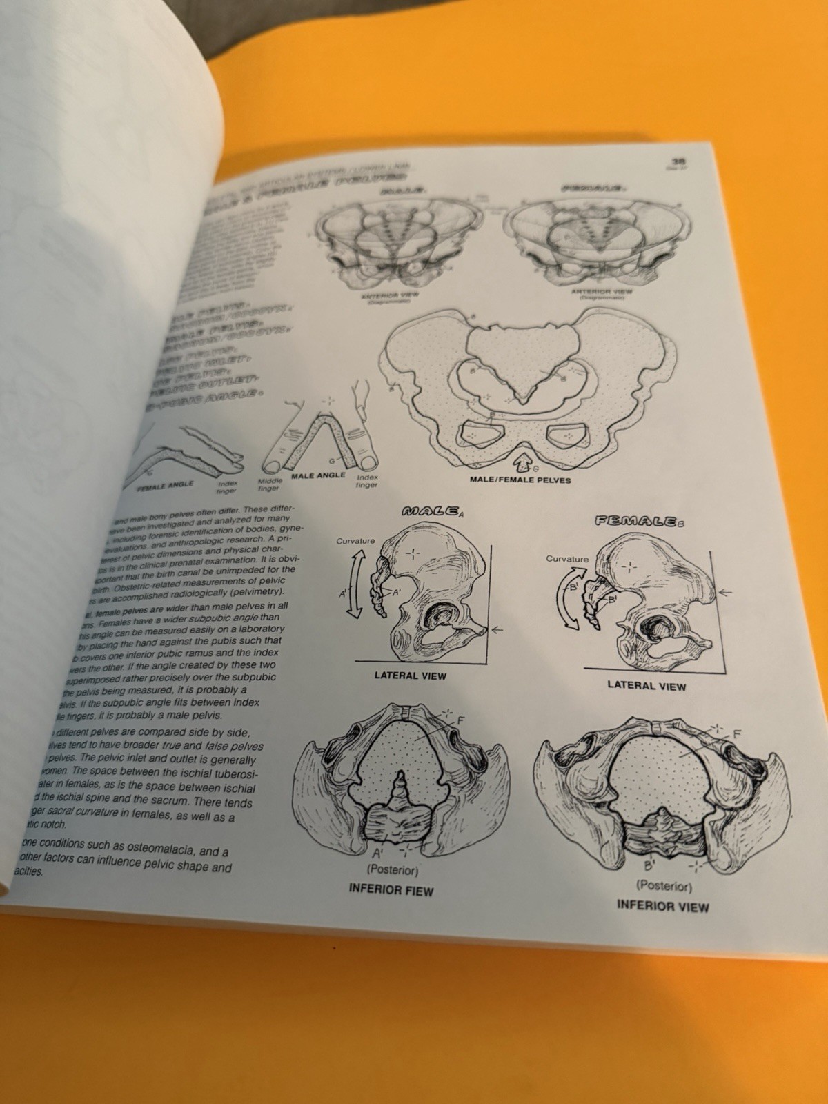 The Anatomy Coloring Book by Lawrence M. Elson Please Read Description