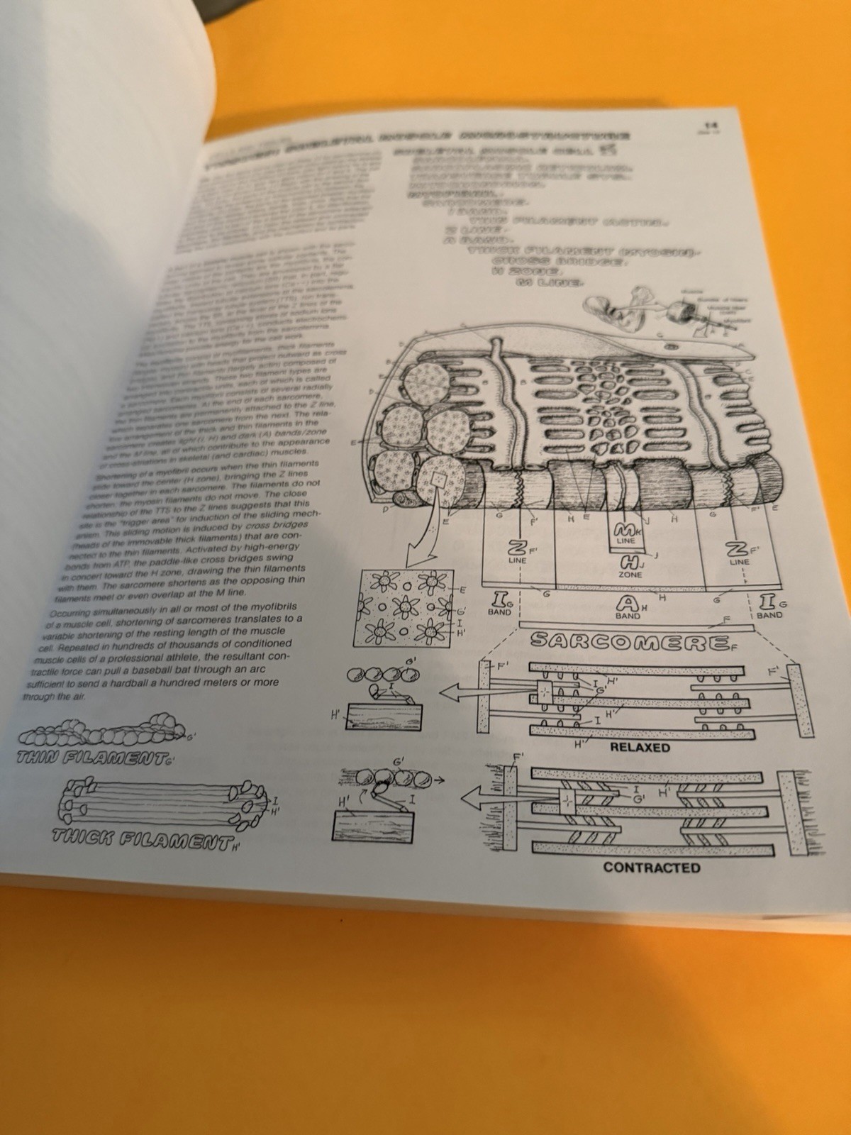 The Anatomy Coloring Book by Lawrence M. Elson Please Read Description