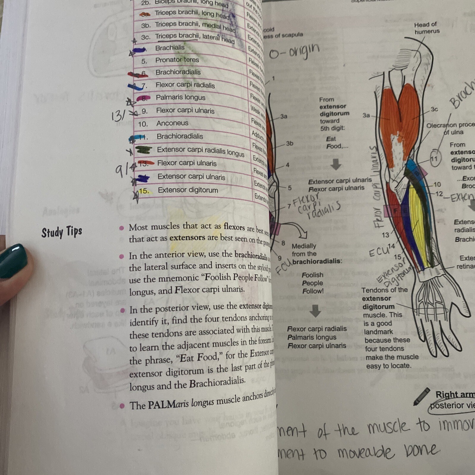 A Visual Analogy Guide to Human Anatomy 2nd edition Krieger, Paul A