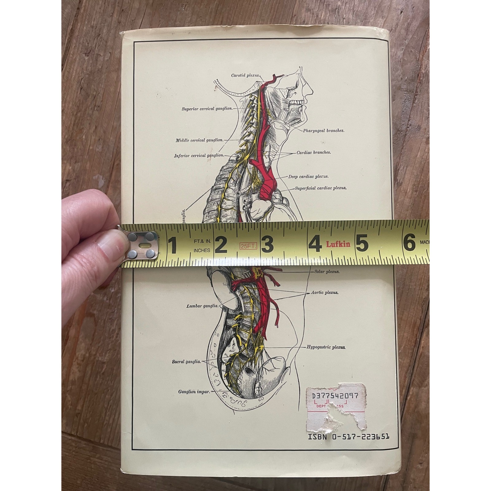 Gray’s Anatomy Classic Collector’s Edition 1977 Bounty Books Hardcover Medical
