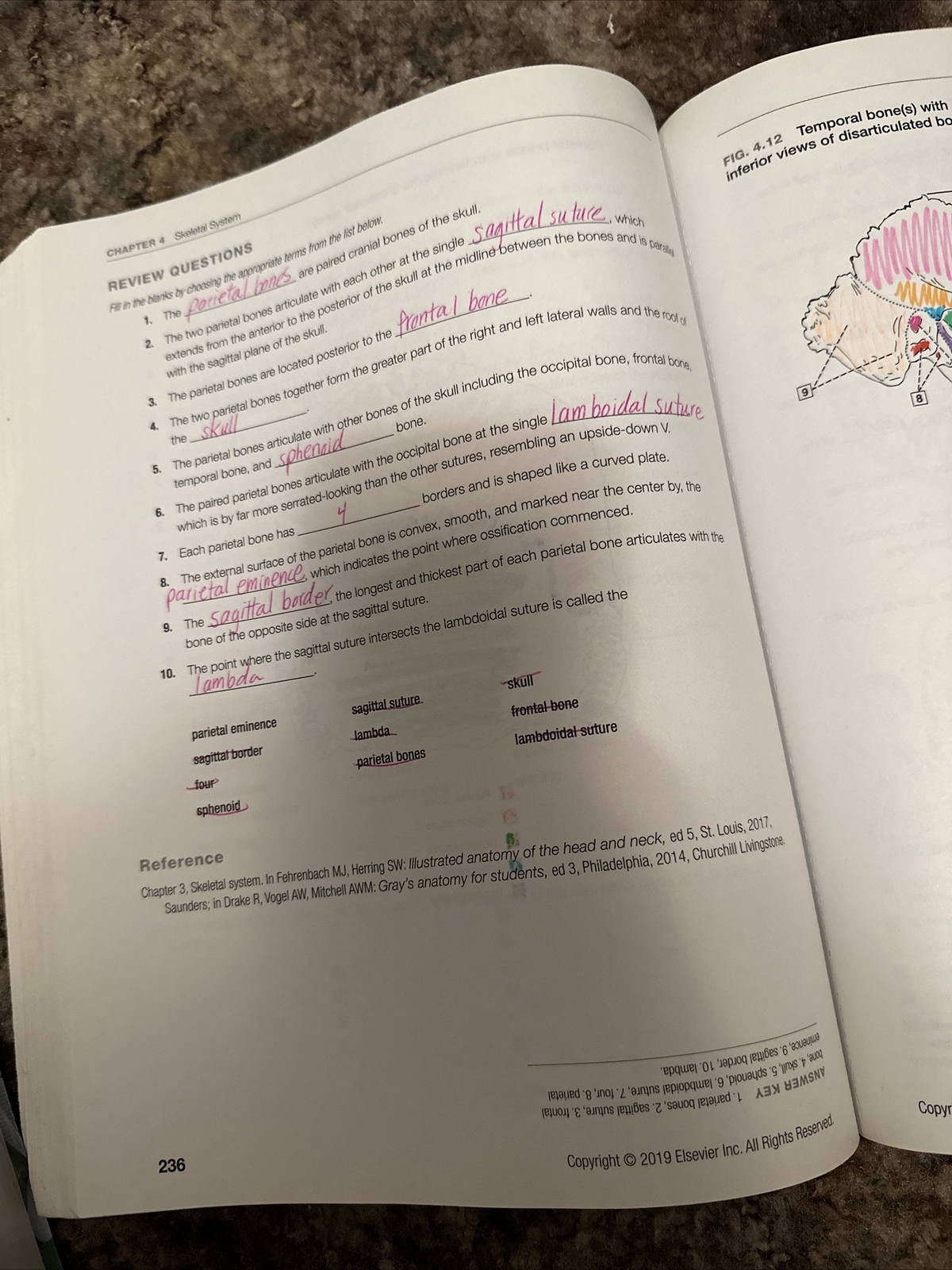 Dental Anatomy Coloring Book 3rd Edition Edited by Margaret J. Fehrenbach Used