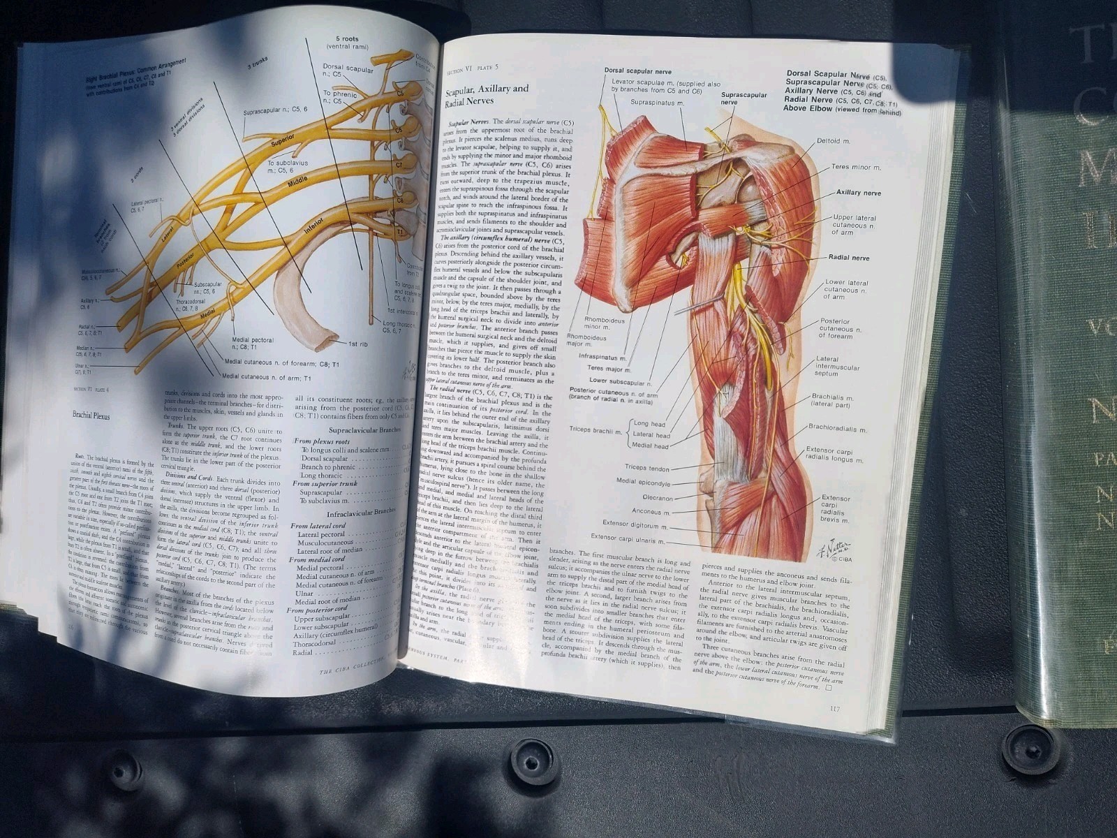 The Ciba Collection of Medical Illustrations 10 Volumes F Netter- Classic Set HB
