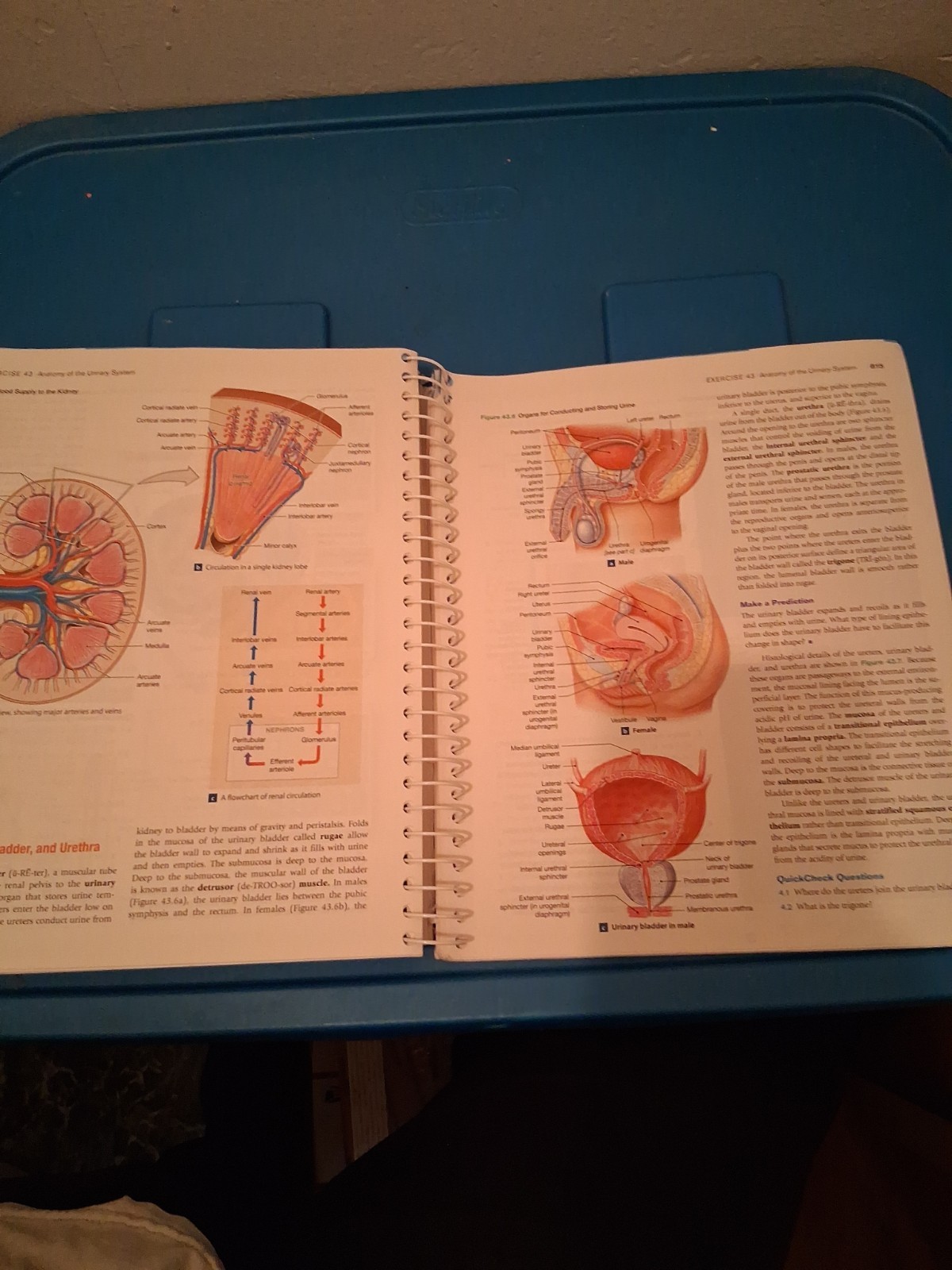Laboratory Manual for Anatomy and Physiology Featuring Martini Art, Main Version