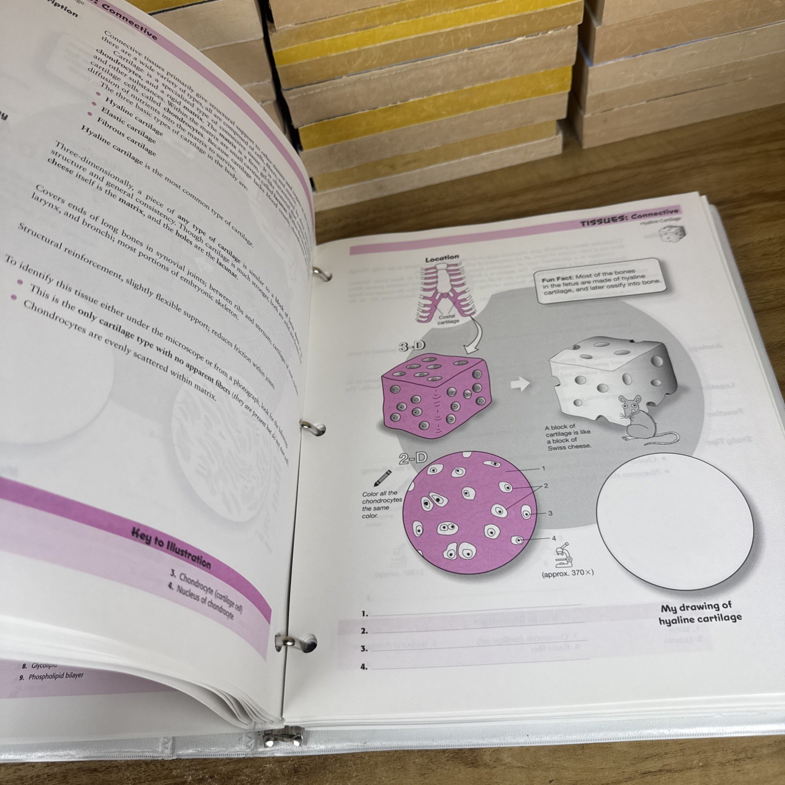 Visual Analogy Guide to Human – Loose Leaf, by Krieger Paul A. – Acceptable