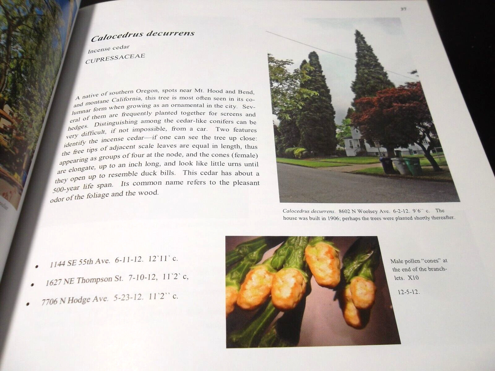 Trees of Greater Portland (New Edition) by Phyllis C. Reynolds