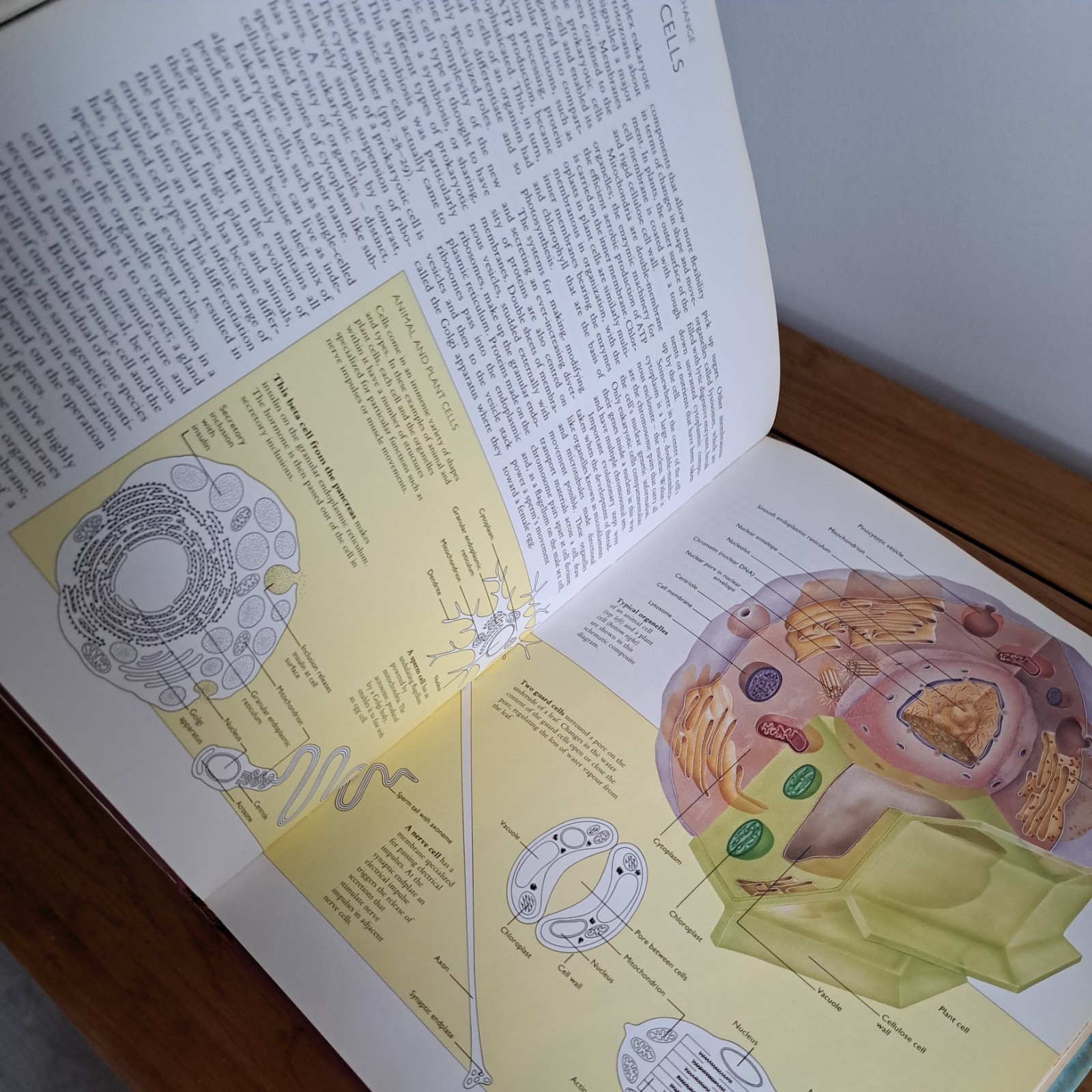 The Natural History of Evolution By Philip Whitfield