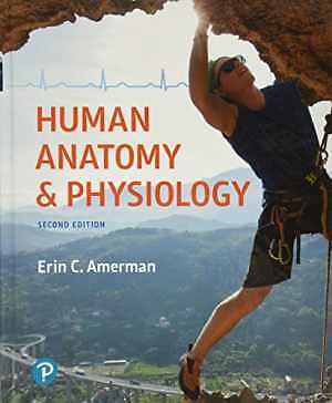 Human Anatomy & Physiology – Hardcover, by Amerman Erin – Acceptable