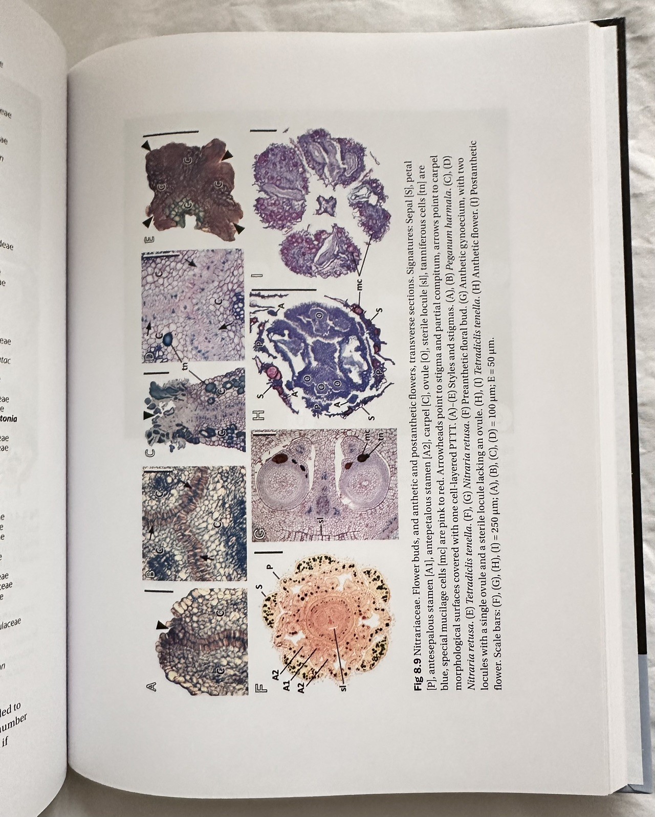 Flowers on the Tree of Life by Louis P. Ronse De Craene (2011, Hardcover)