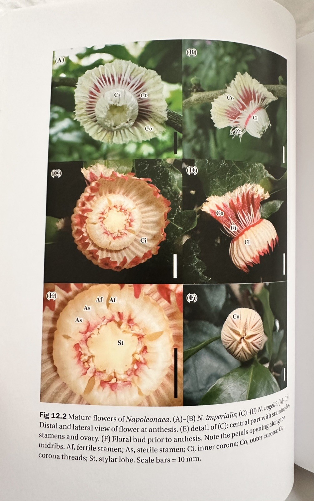 Flowers on the Tree of Life by Louis P. Ronse De Craene (2011, Hardcover)