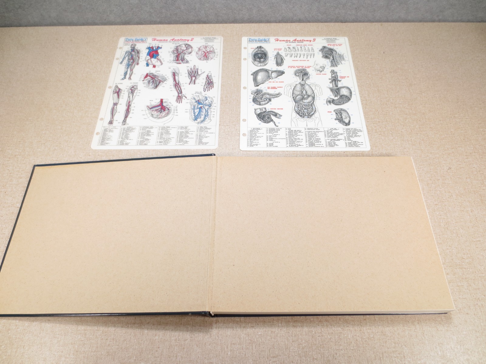 National Library of Medicine Atlas of The Visible Human Male Victor Spitzer