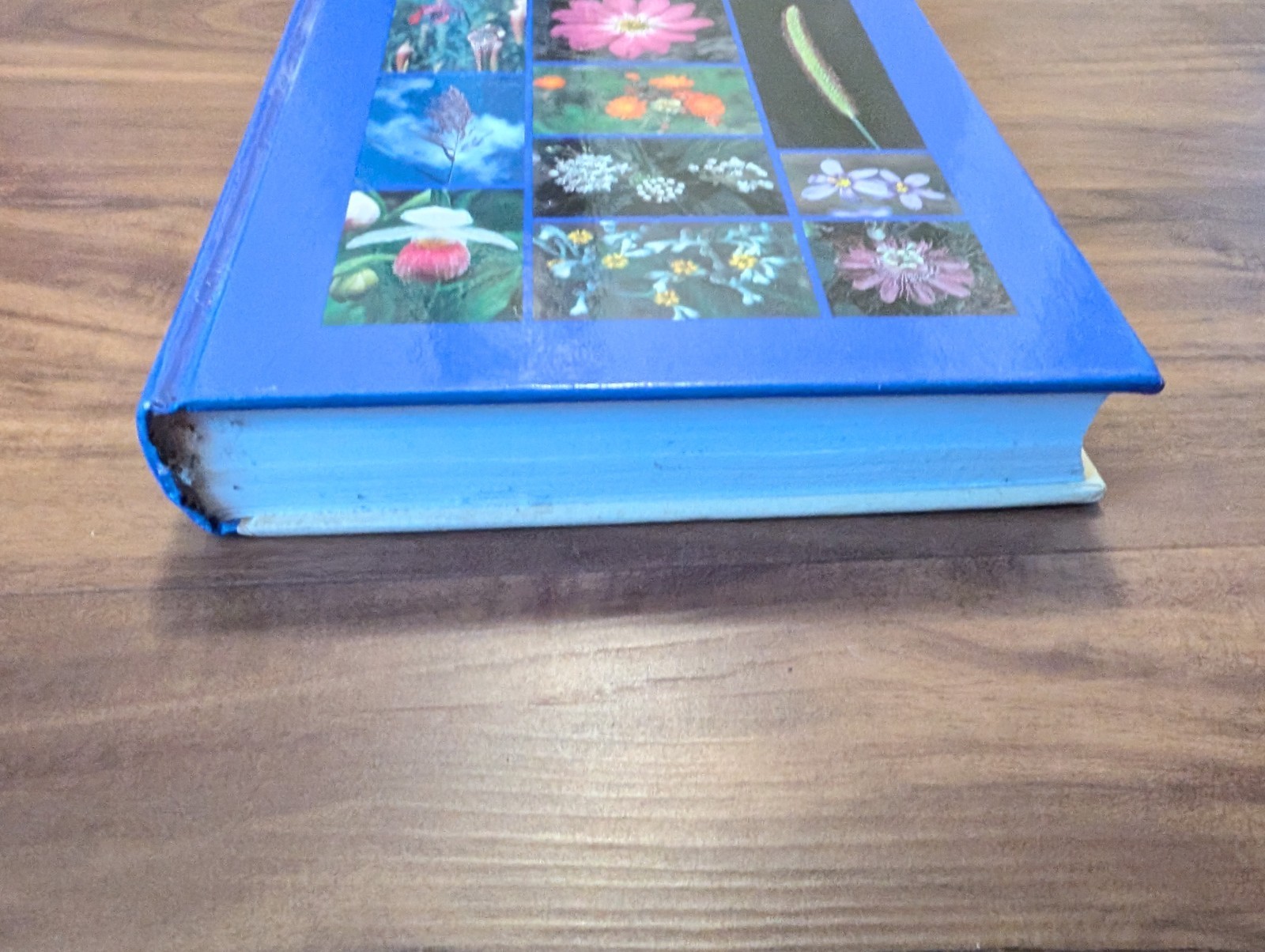 Wildflowers of the Eastern United States by Wilbur H Duncan Hardcover