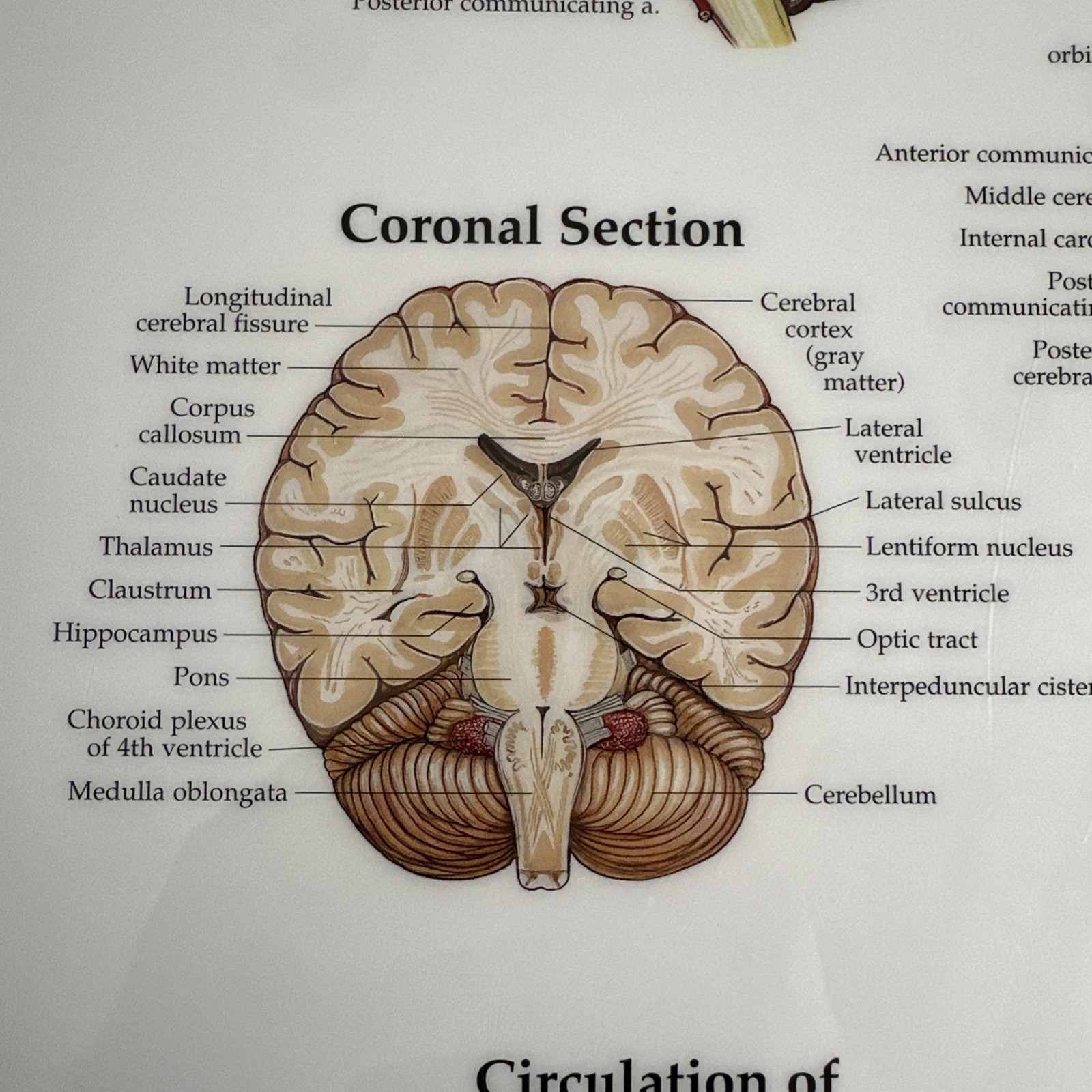 The Brain 3D Raised Relief Chart by Anatomical Chart Company (2004, Wallchart)
