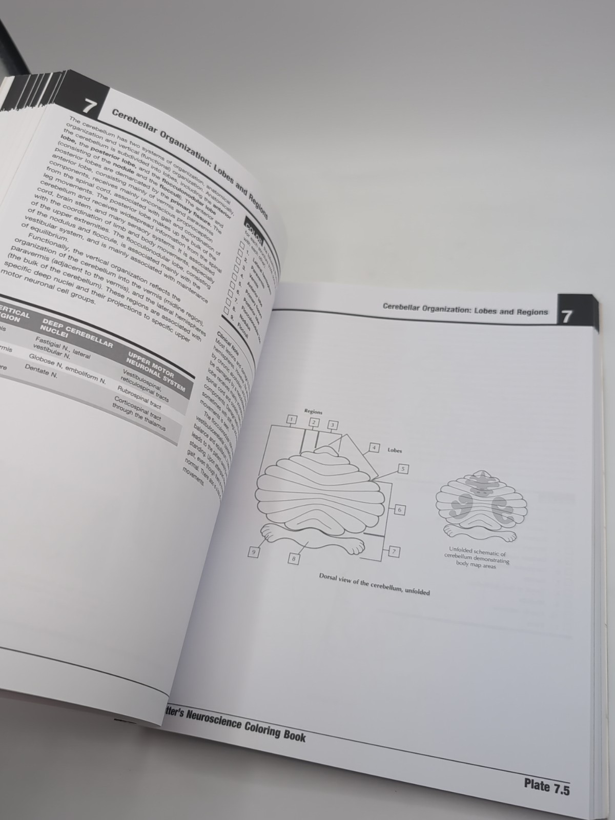 Netter’s Neuroscience Coloring Book with CODE READ